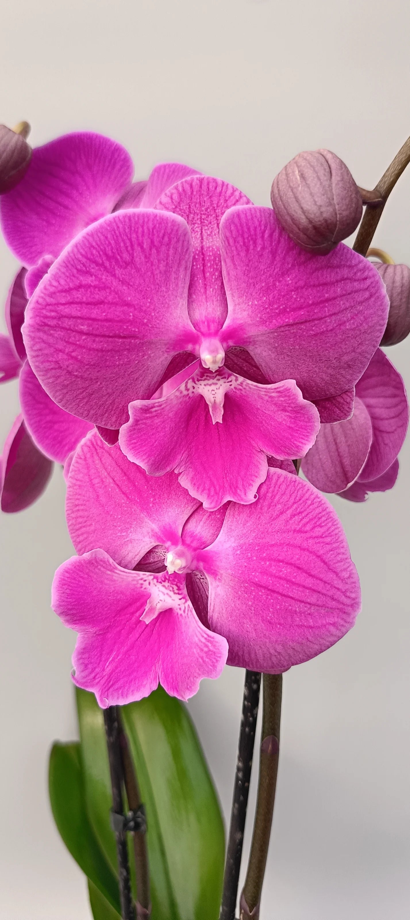 Close-up of Fuchsia Glow orchid flower in bright pink tones