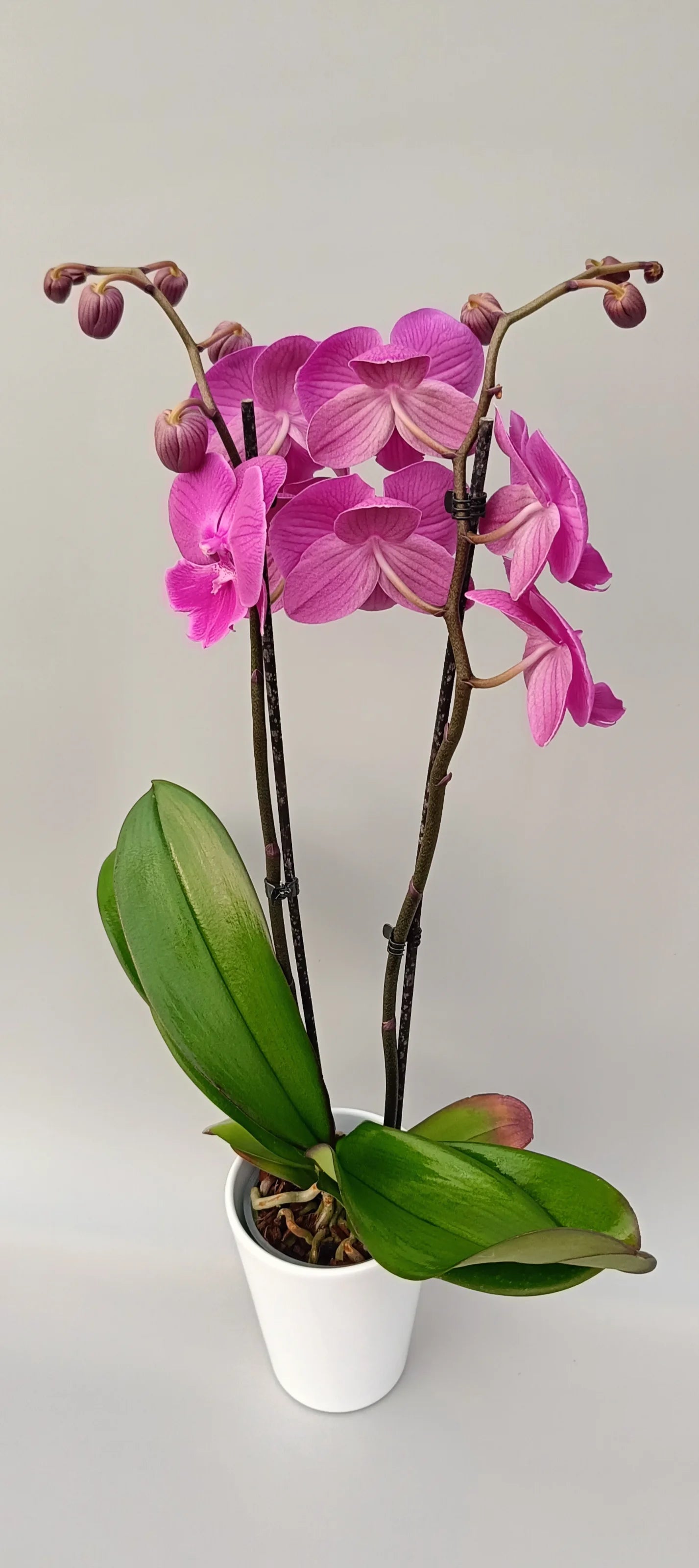 Elegant Fuchsia Glow Phalaenopsis orchid in a modern pot