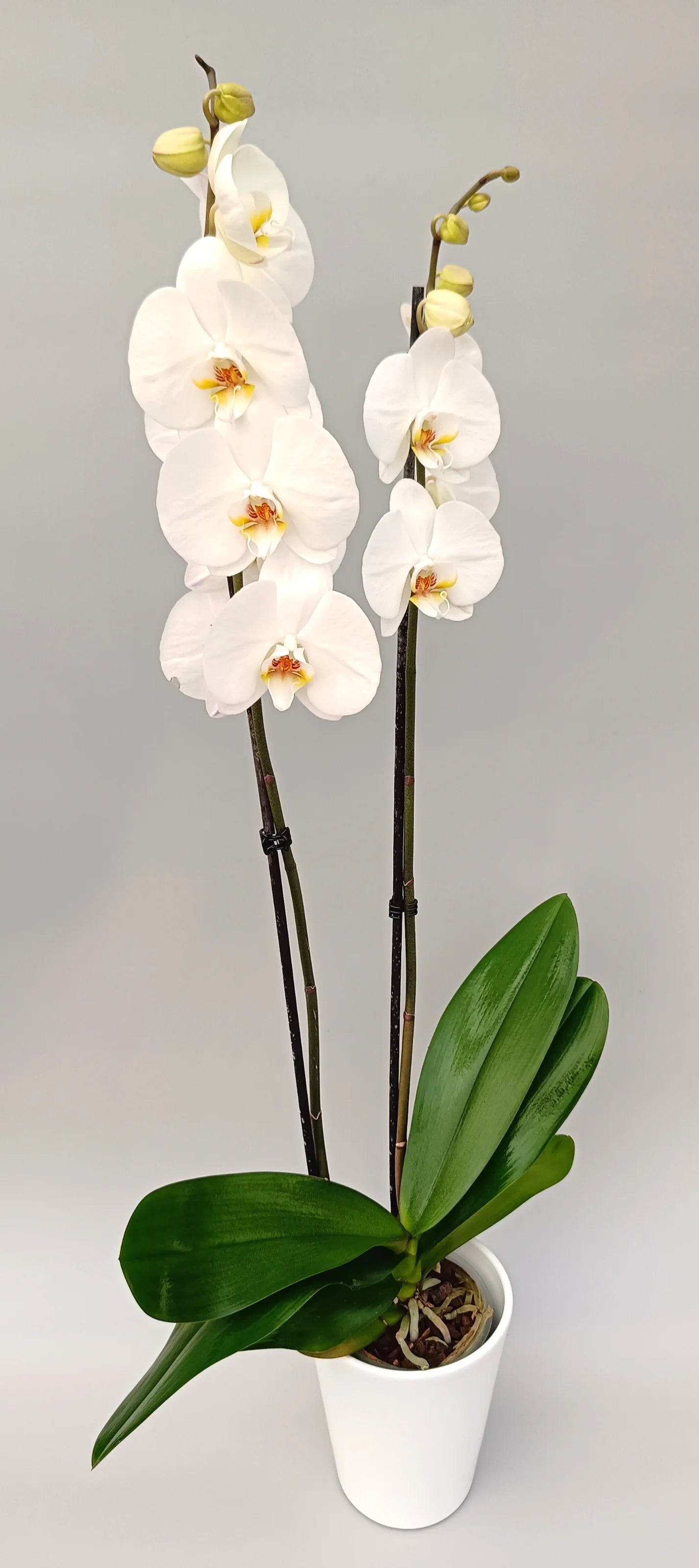White Phalaenopsis Gentle Presence for bright interiors