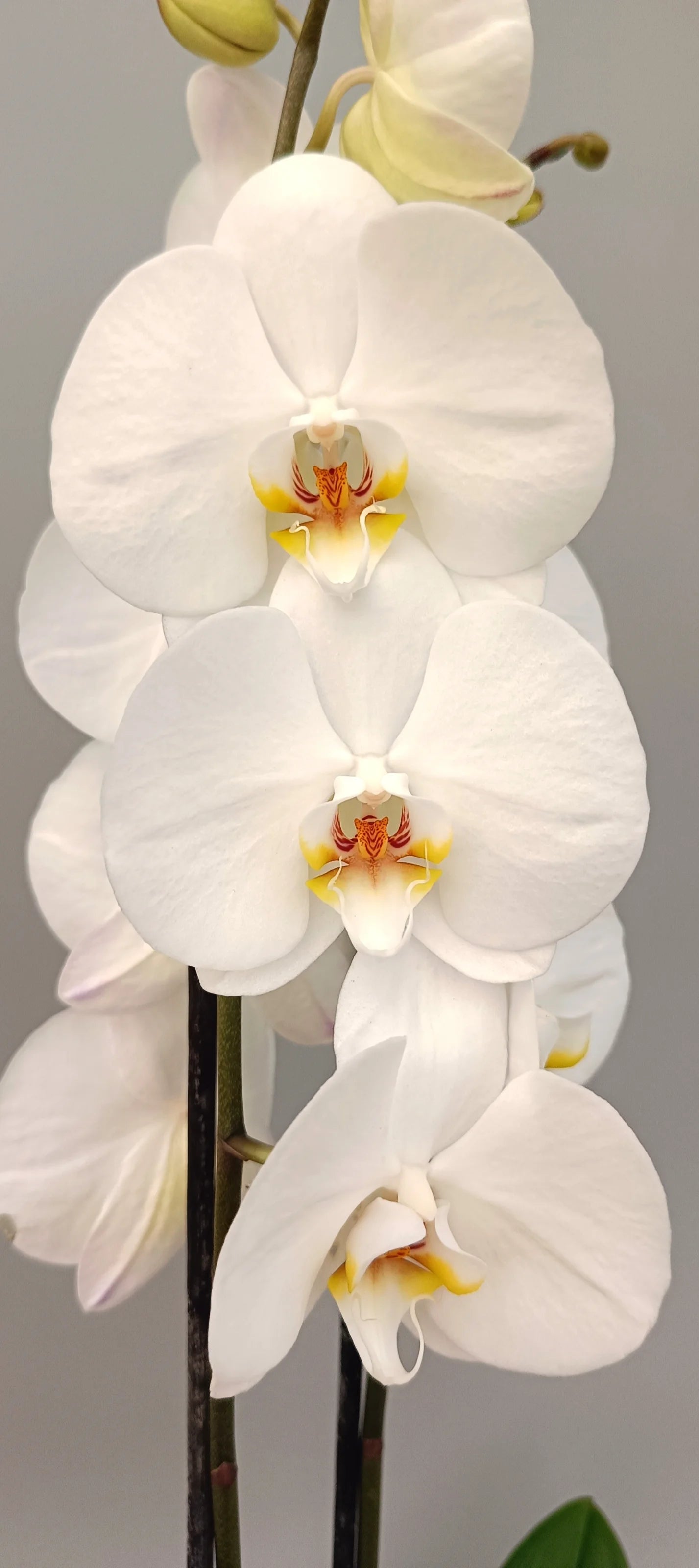 Close-up of Gentle Presence orchid blooms