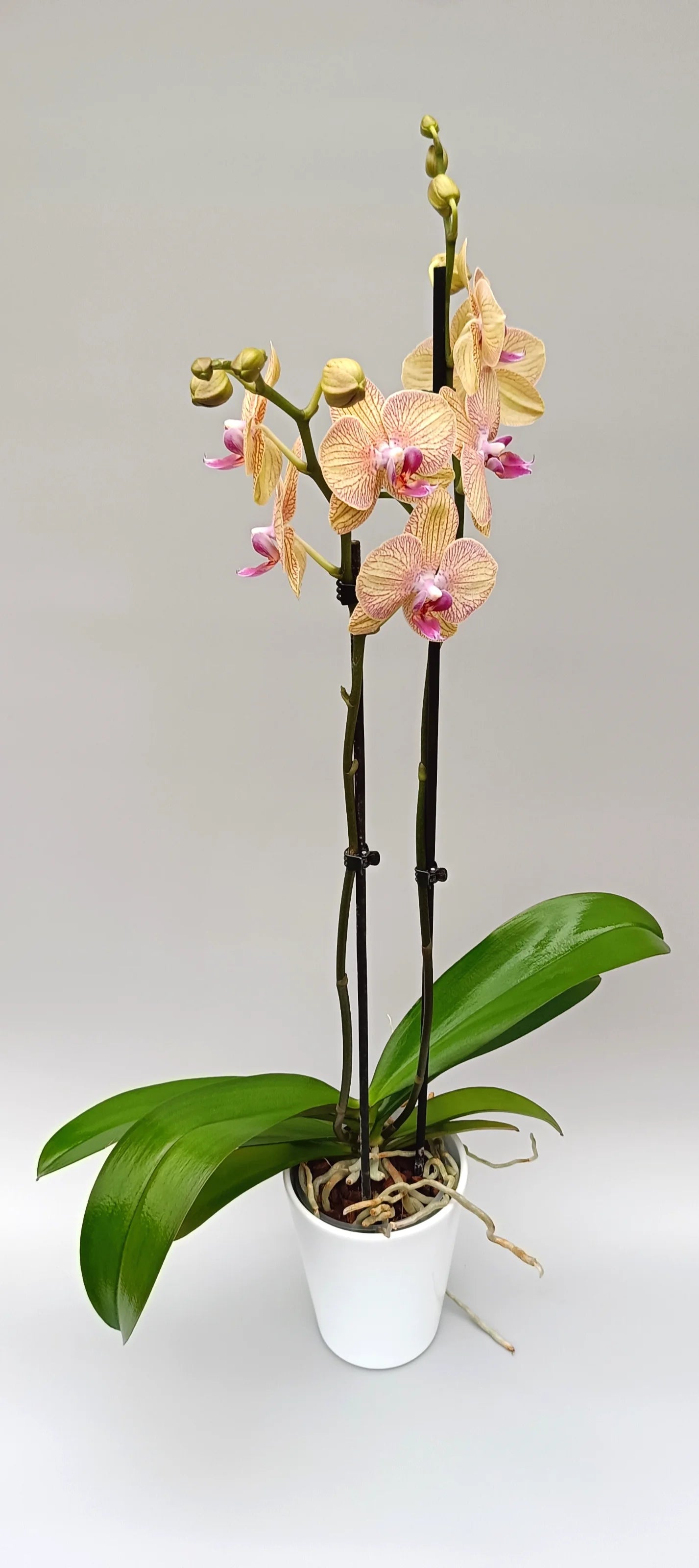 Phalaenopsis orchid Golden Veil with golden-cream flowers