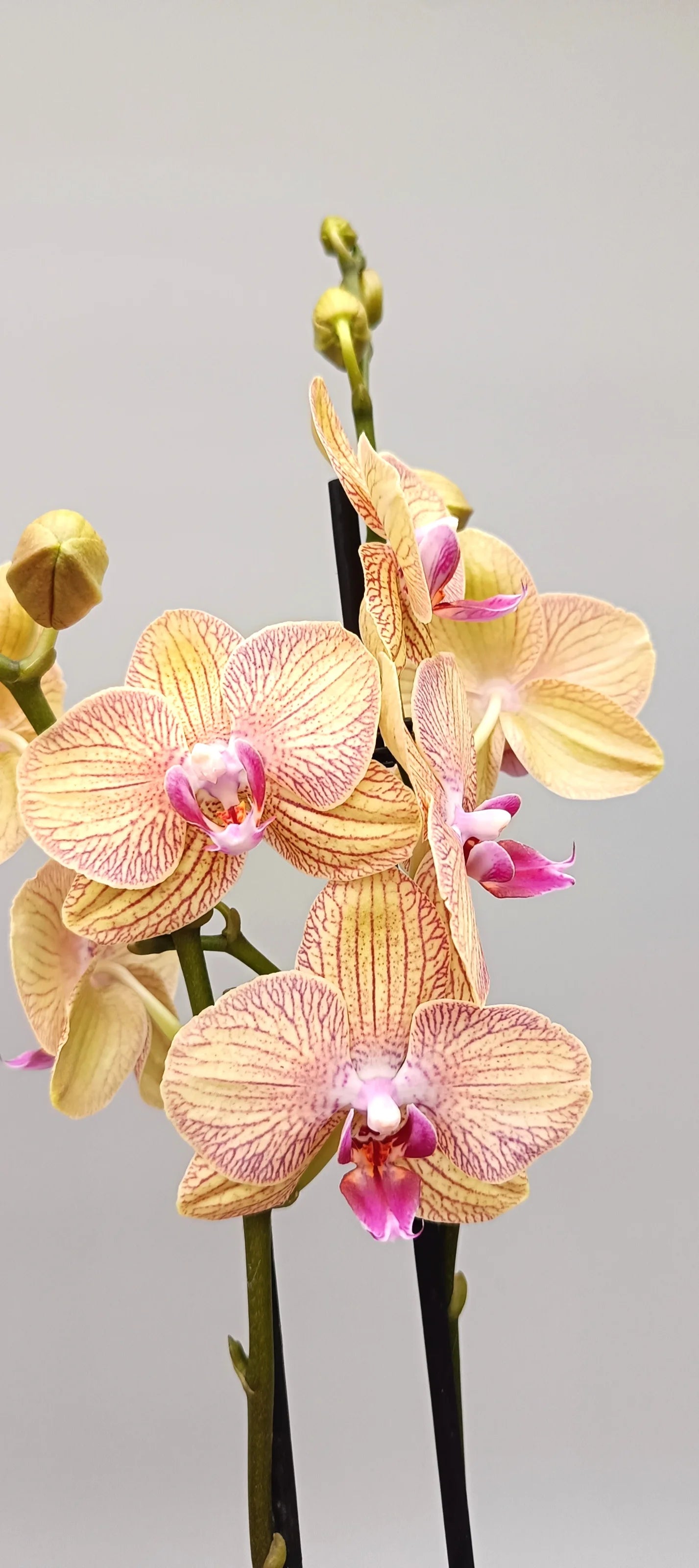 Blooming Phalaenopsis Golden Veil – warm tones for interiors