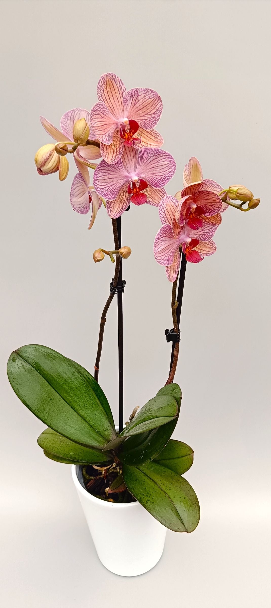 Compact Mini Apricot Vein orchid in white pot