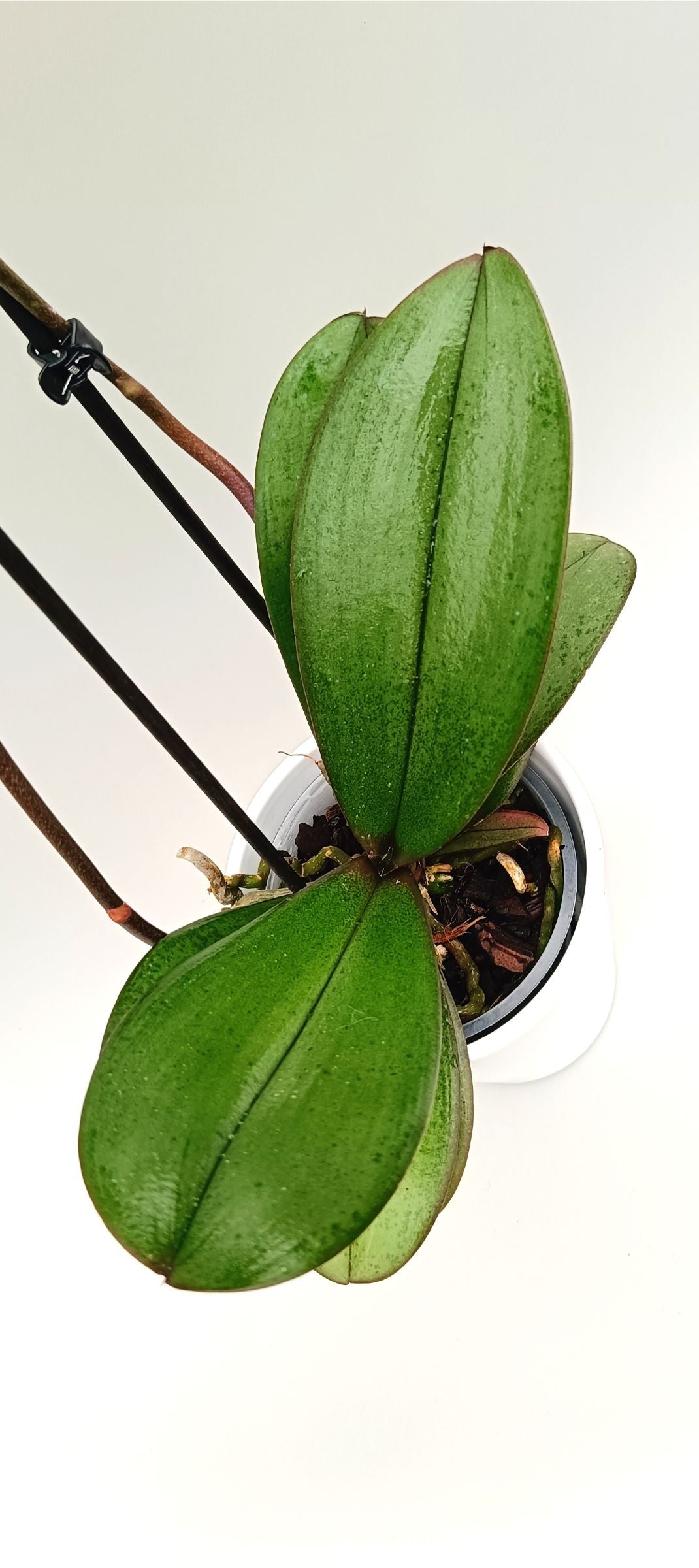 Detail of apricot orchid flower with fine pink lines