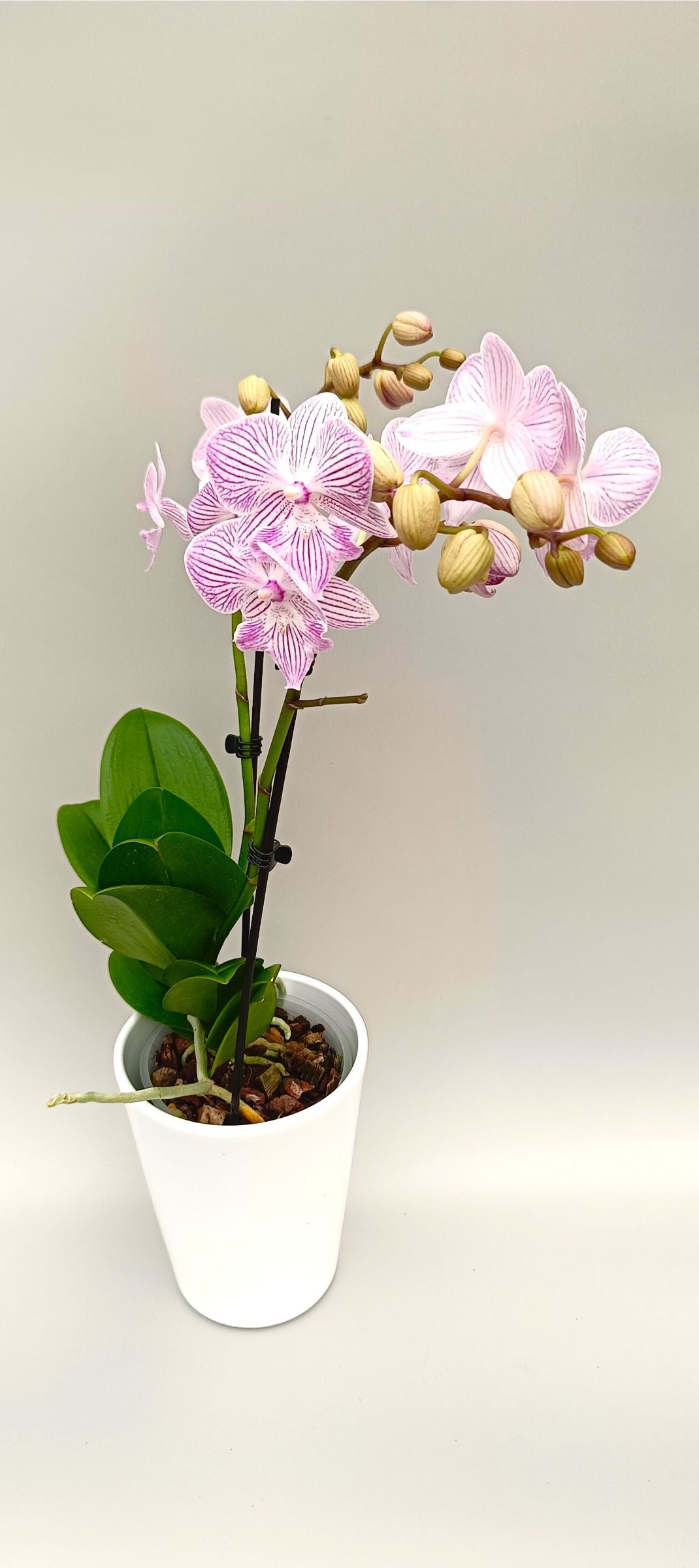 Mini Blush Vein orchid with soft pink striped flowers