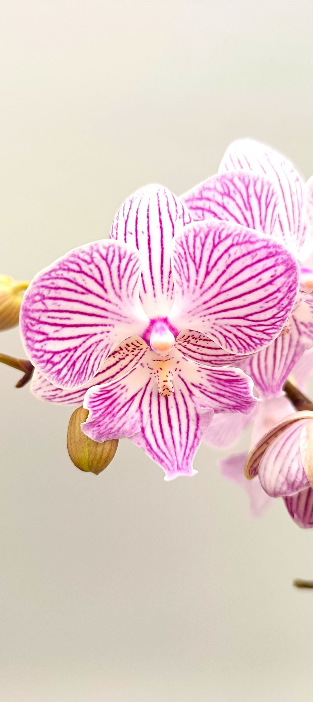Close-up of mini orchid petals with blush vein pattern