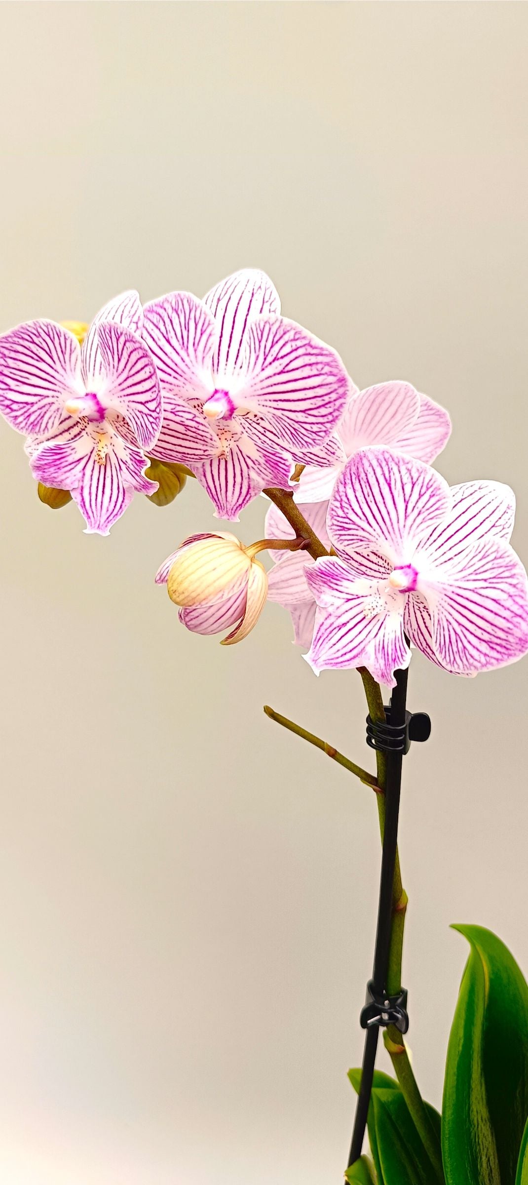 Detail of blush pink orchid flower with fine lines