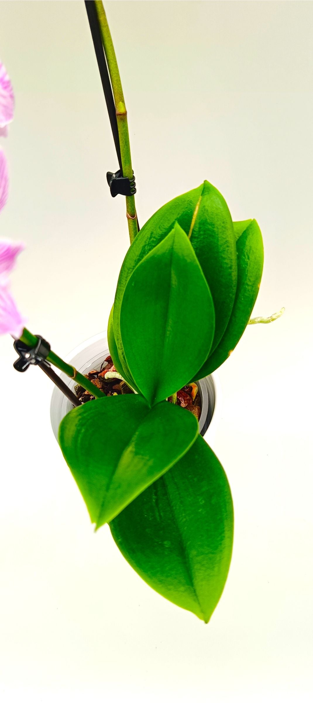 Healthy mini orchid with soft pink patterned blooms