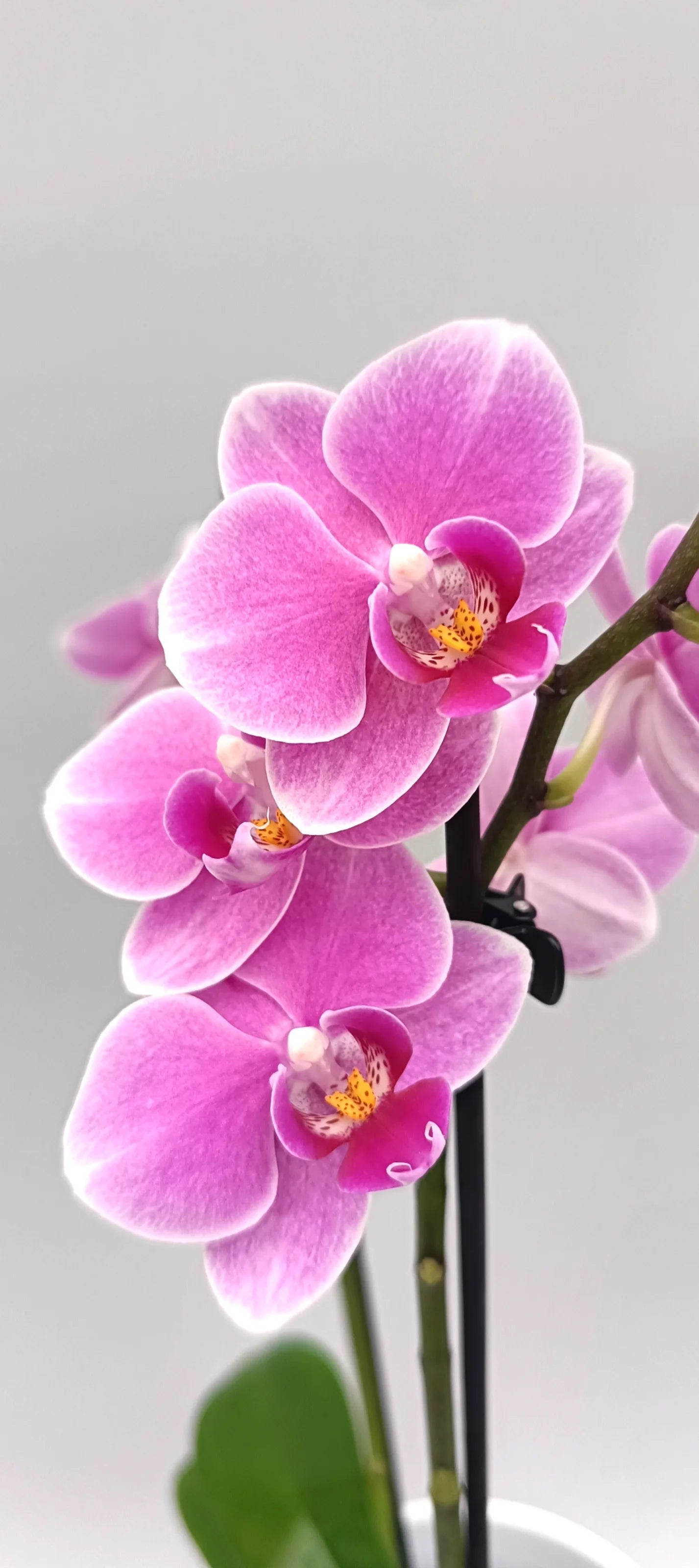 Close-up of delicate blush-pink Phalaenopsis orchid blooms