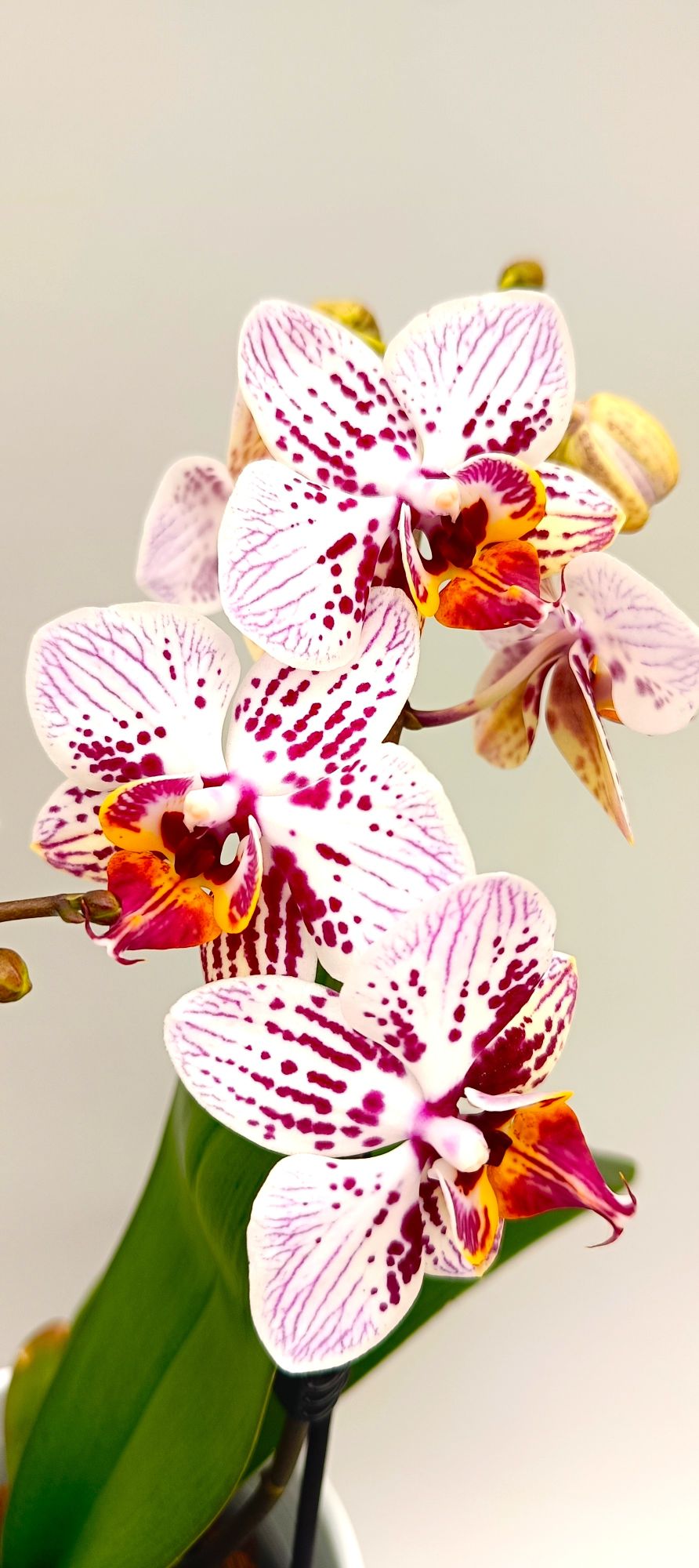 Close-up of mini orchid petals with playful coral splashes