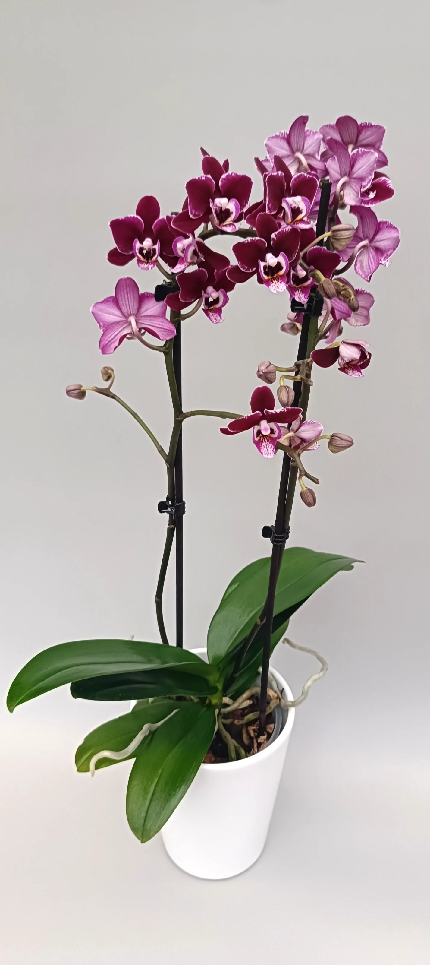 Mini Garnet Touch mini Phalaenopsis orchid with deep garnet-red flowers