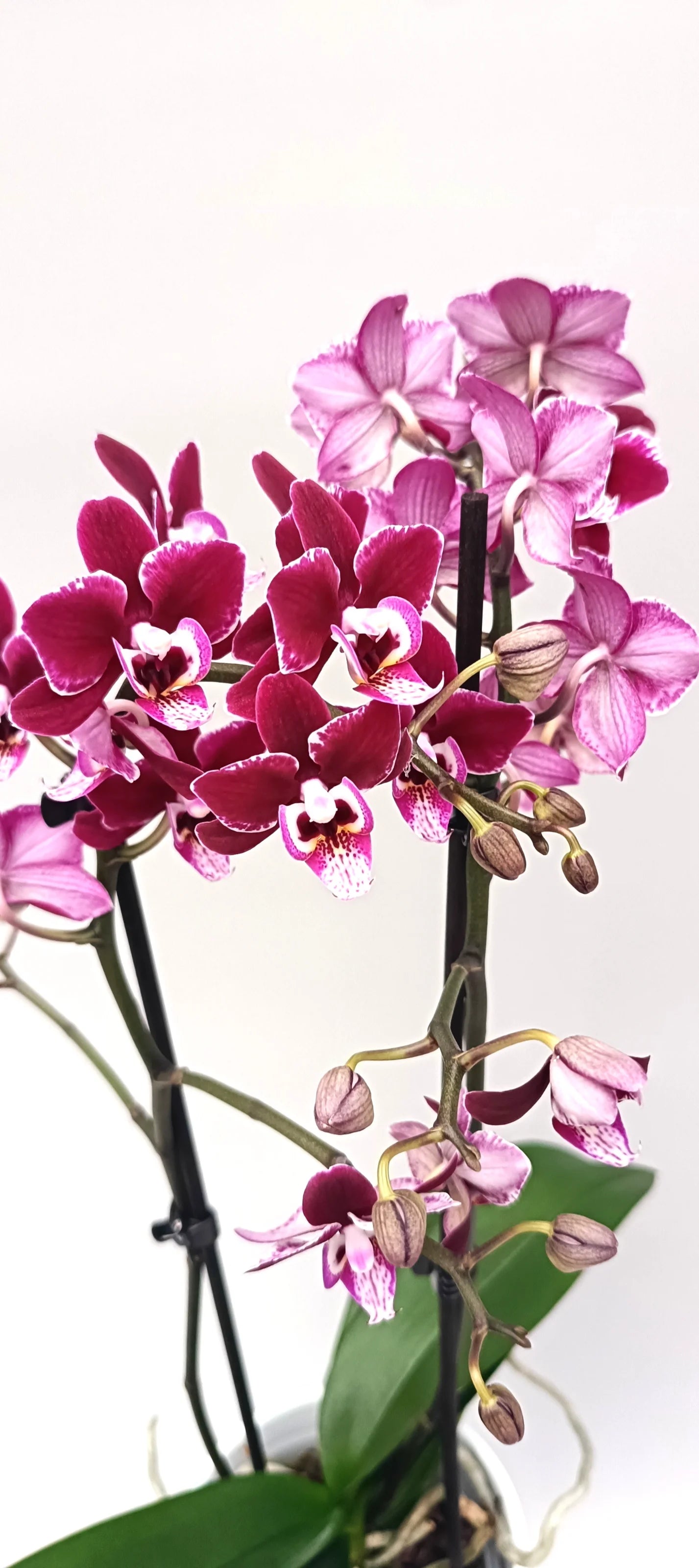 Mini Garnet Touch orchid with slender flower spikes and rich red tones