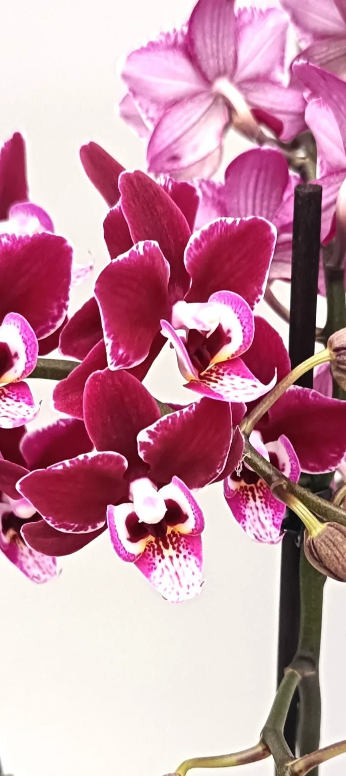 Close-up of phalaenopsis mini Garnet Touch mini orchid ideal for desks, shelves and small interiors