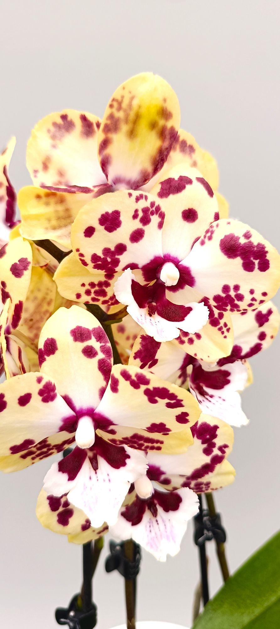 Compact Mini Golden Leopard orchid in white pot