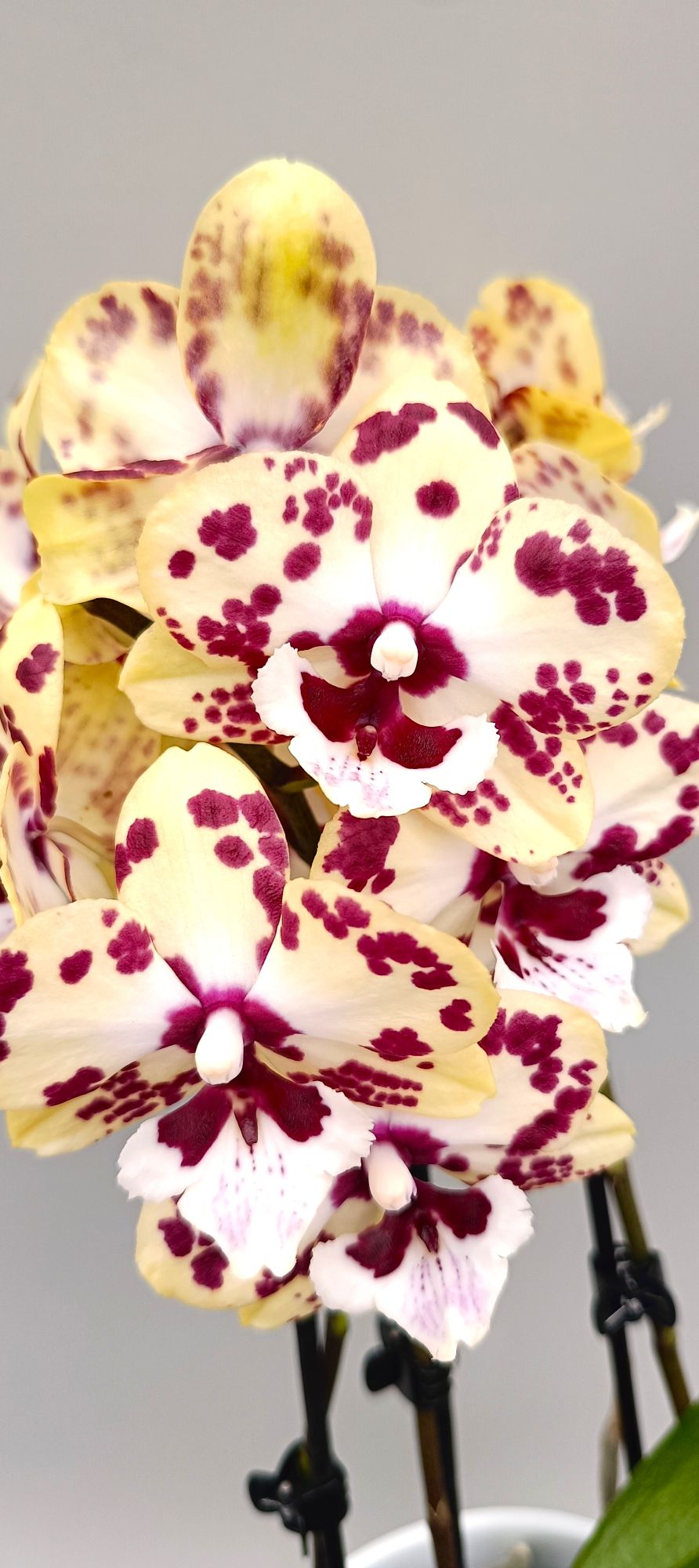 Mini Phalaenopsis orchid with exotic golden and red blooms