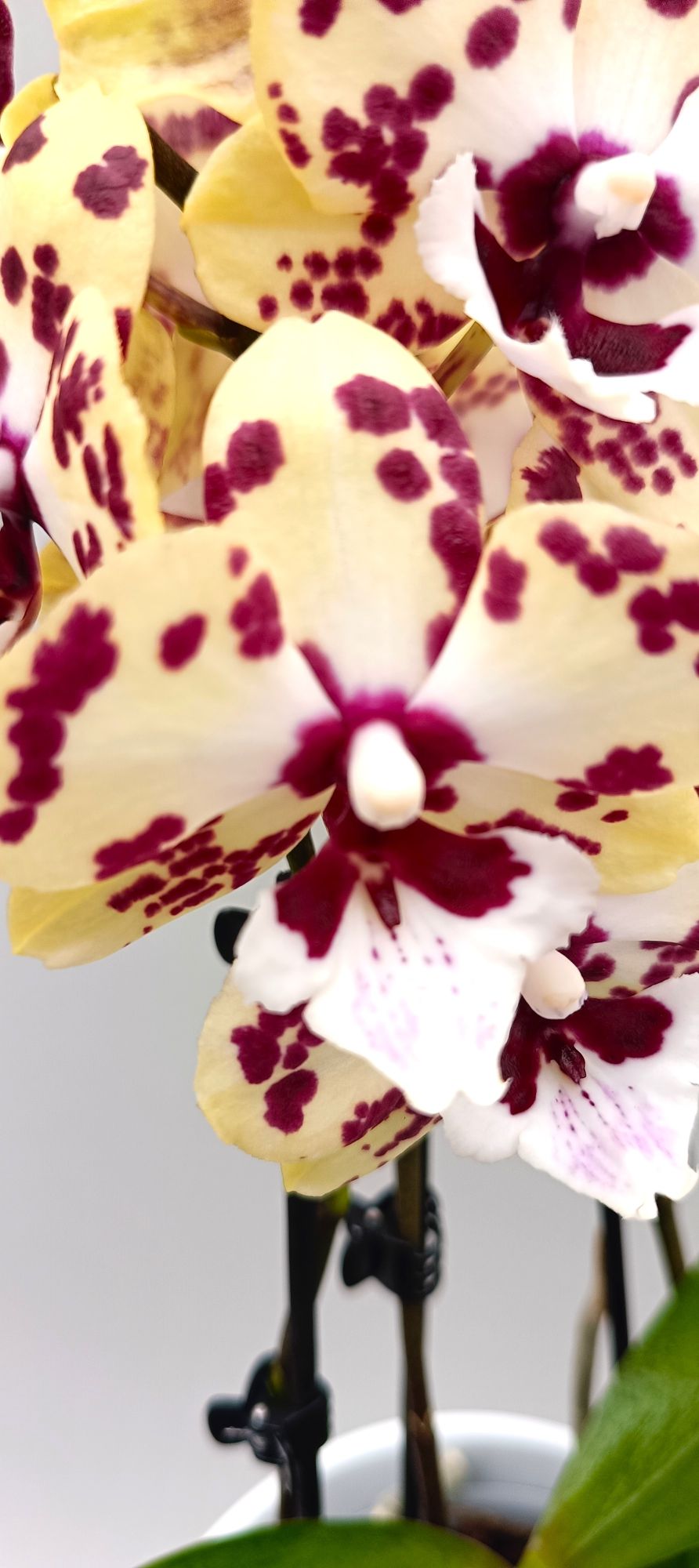 Detail of spotted orchid flower with leopard-like markings