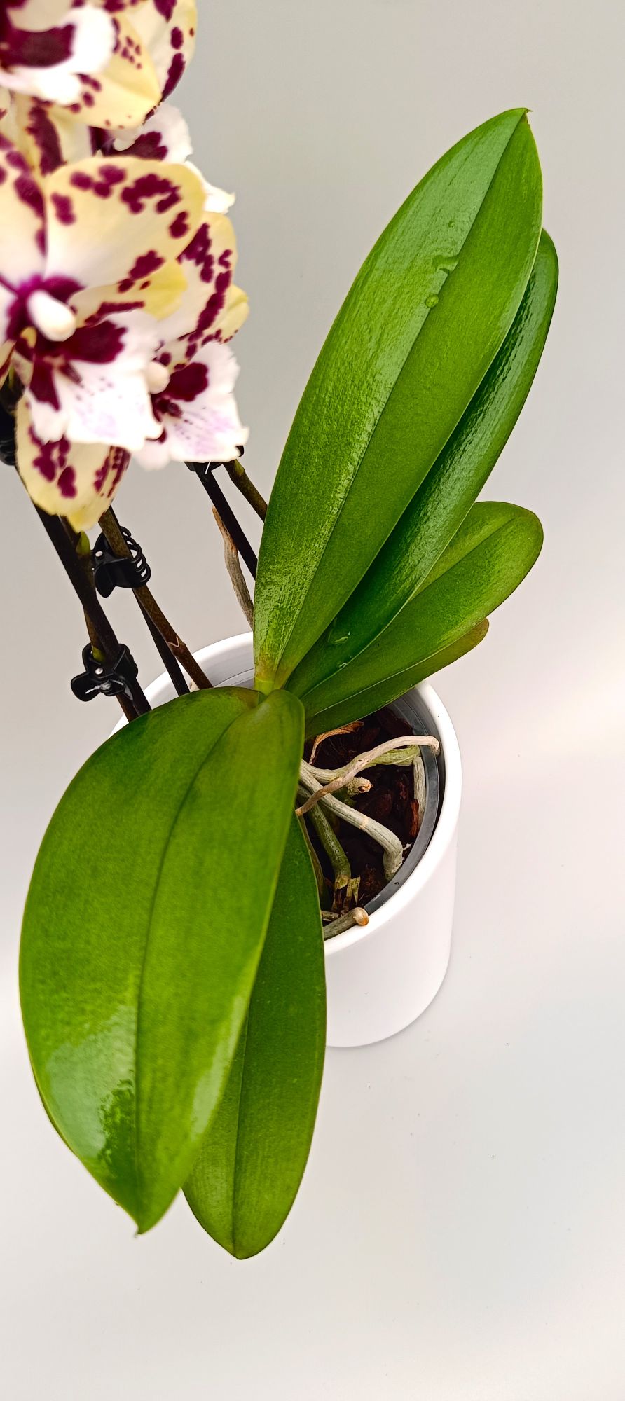 Healthy green leaves of mini orchid in pot