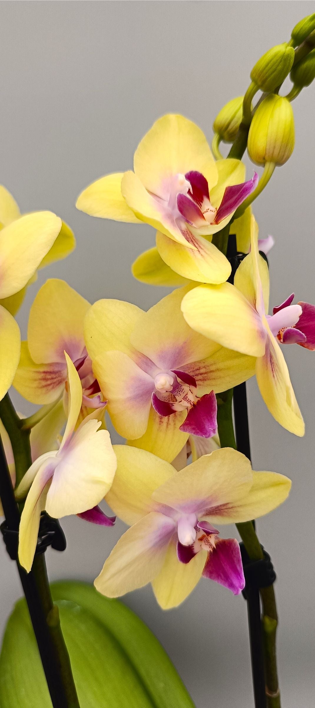 Close-up of mini yellow orchid blooms with delicate details