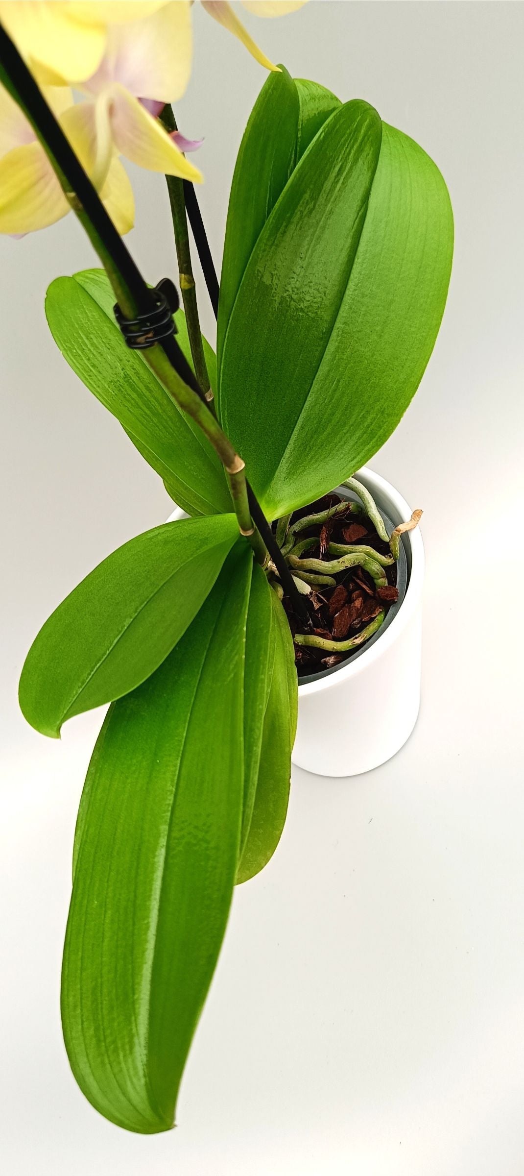 Mini Lemon Glow orchid with soft yellow flowers and pink center