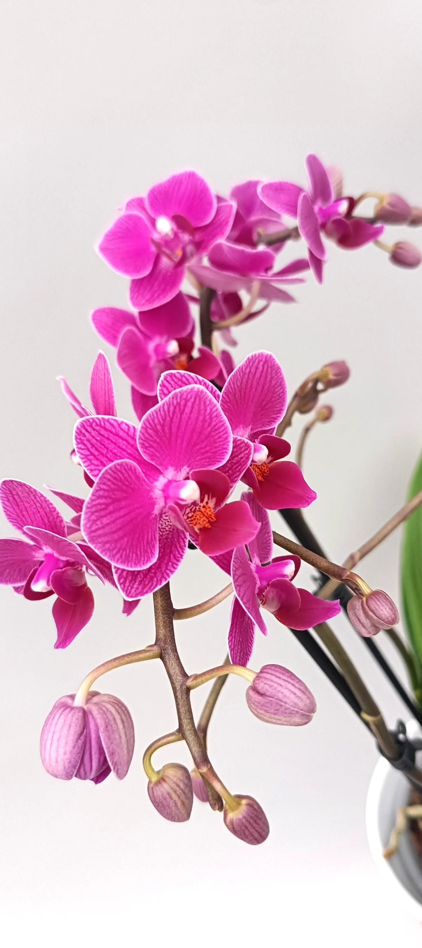 Mini Fuchsia Charm mini Phalaenopsis orchid with vivid fuchsia-pink flowers