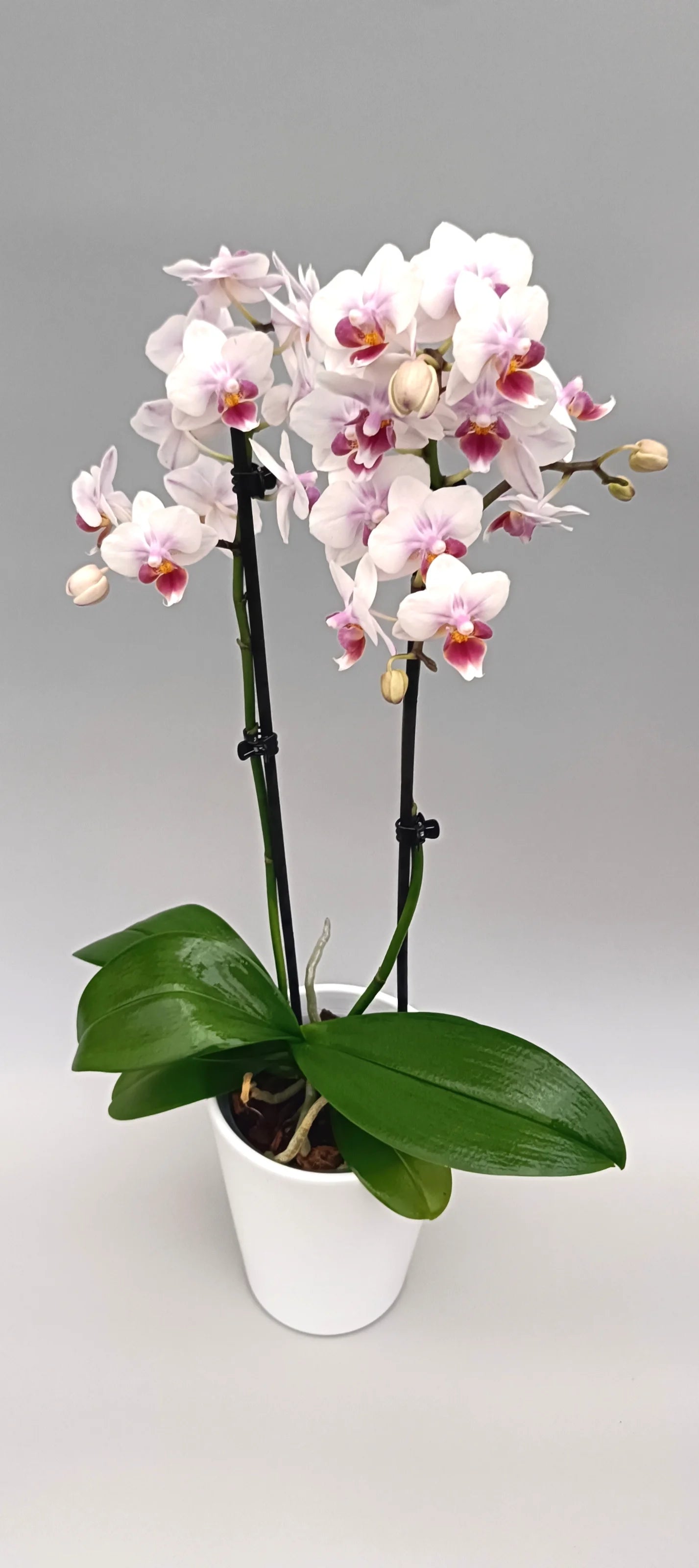 Elegant mini Phalaenopsis Soft Aura in a white pot