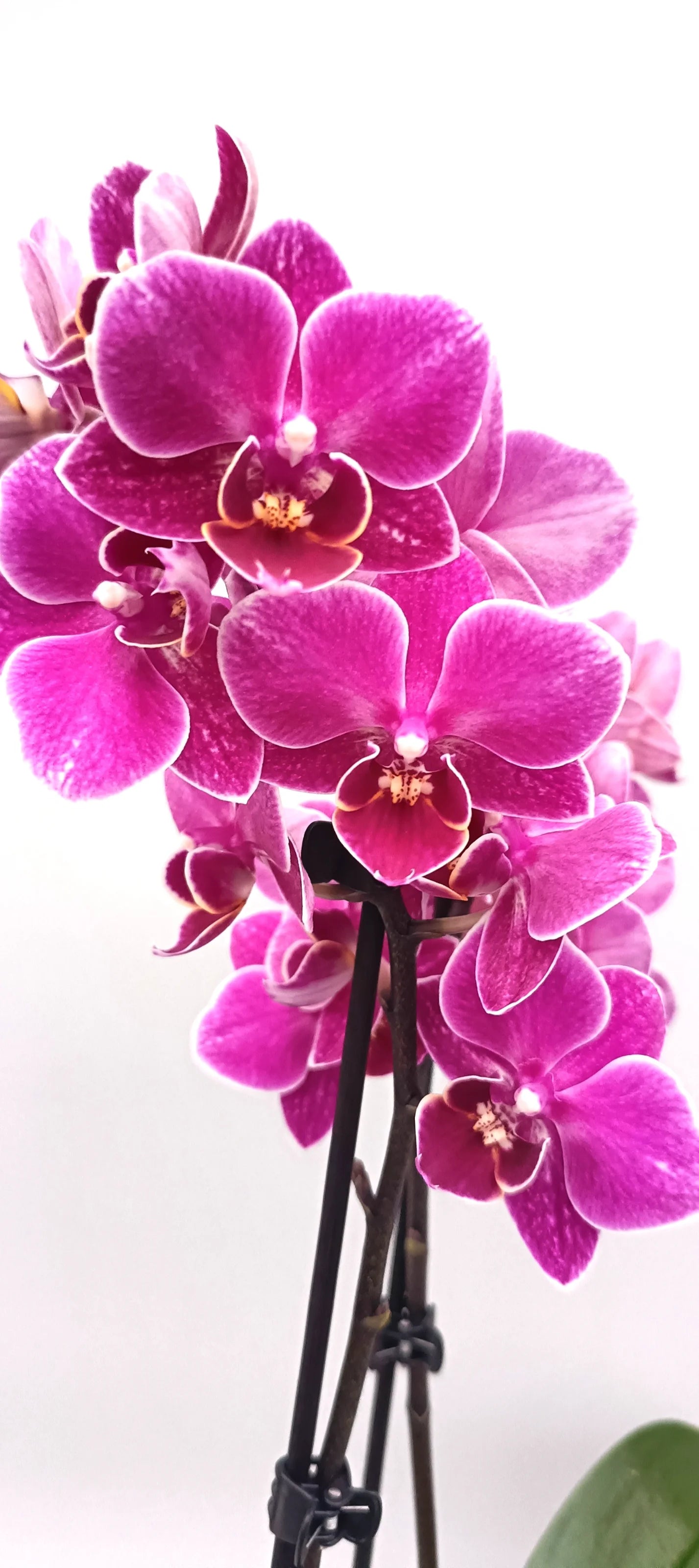Mini Violet Kiss Phalaenopsis orchid with deep violet mini flowers