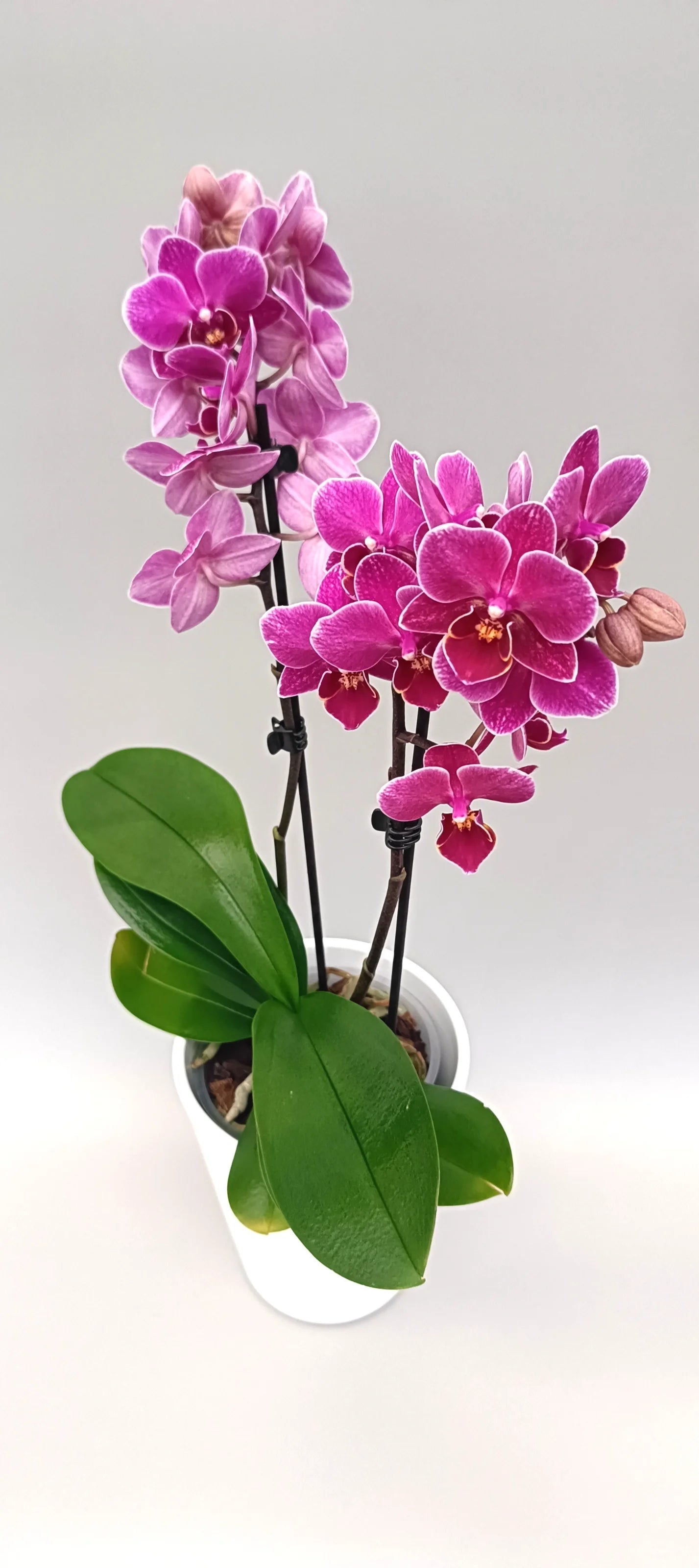 Mini Violet Kiss Phalaenopsis orchid with deep violet mini flowers