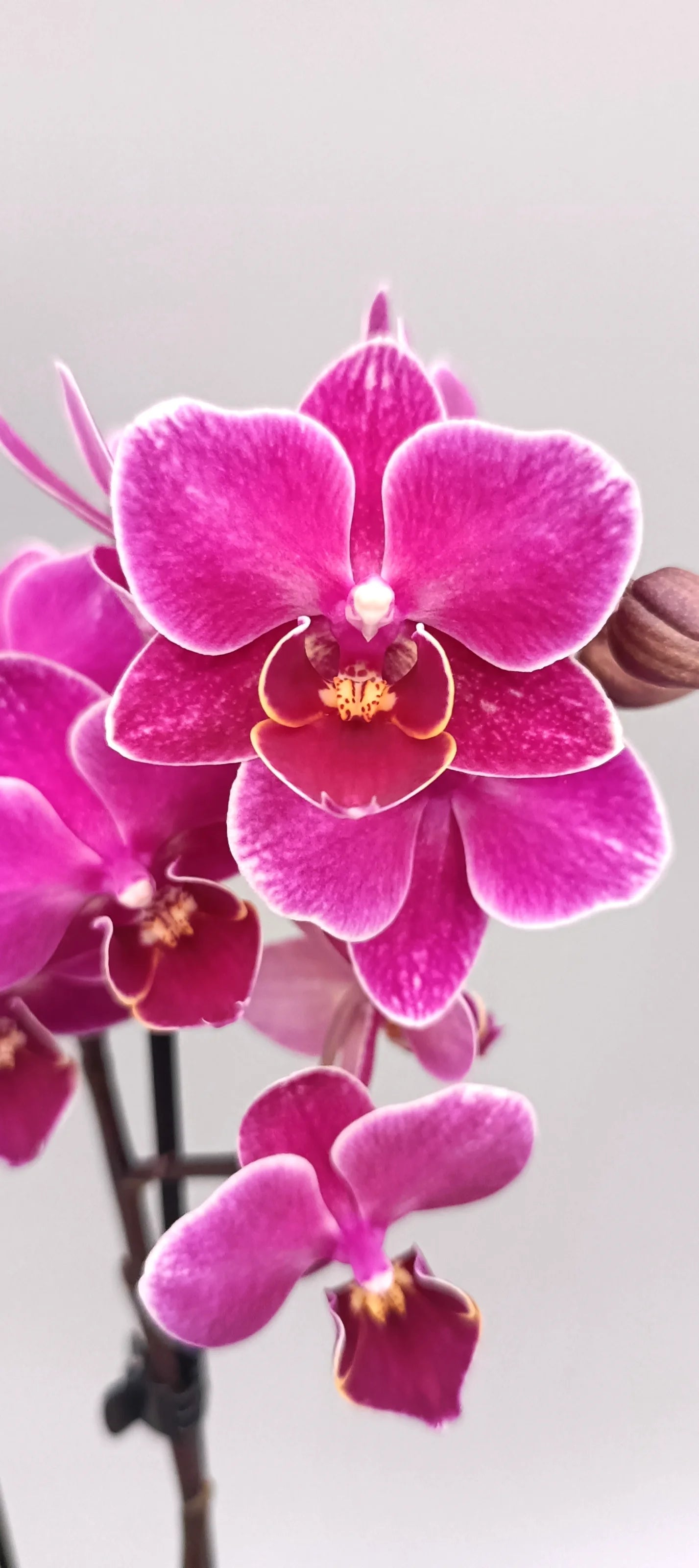Close-up of Mini Violet Kiss orchid with rich violet blooms