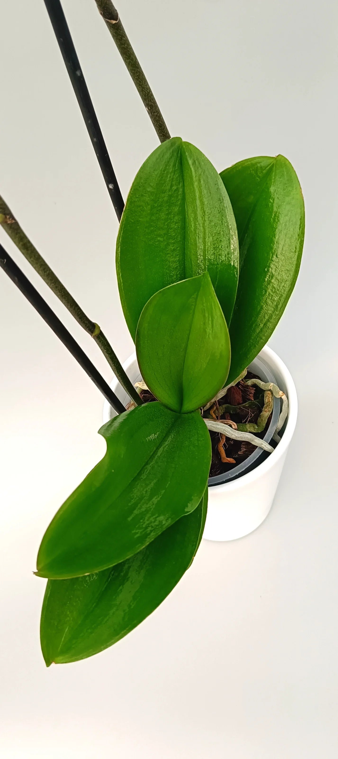 Leaves of Noble Pattern orchid