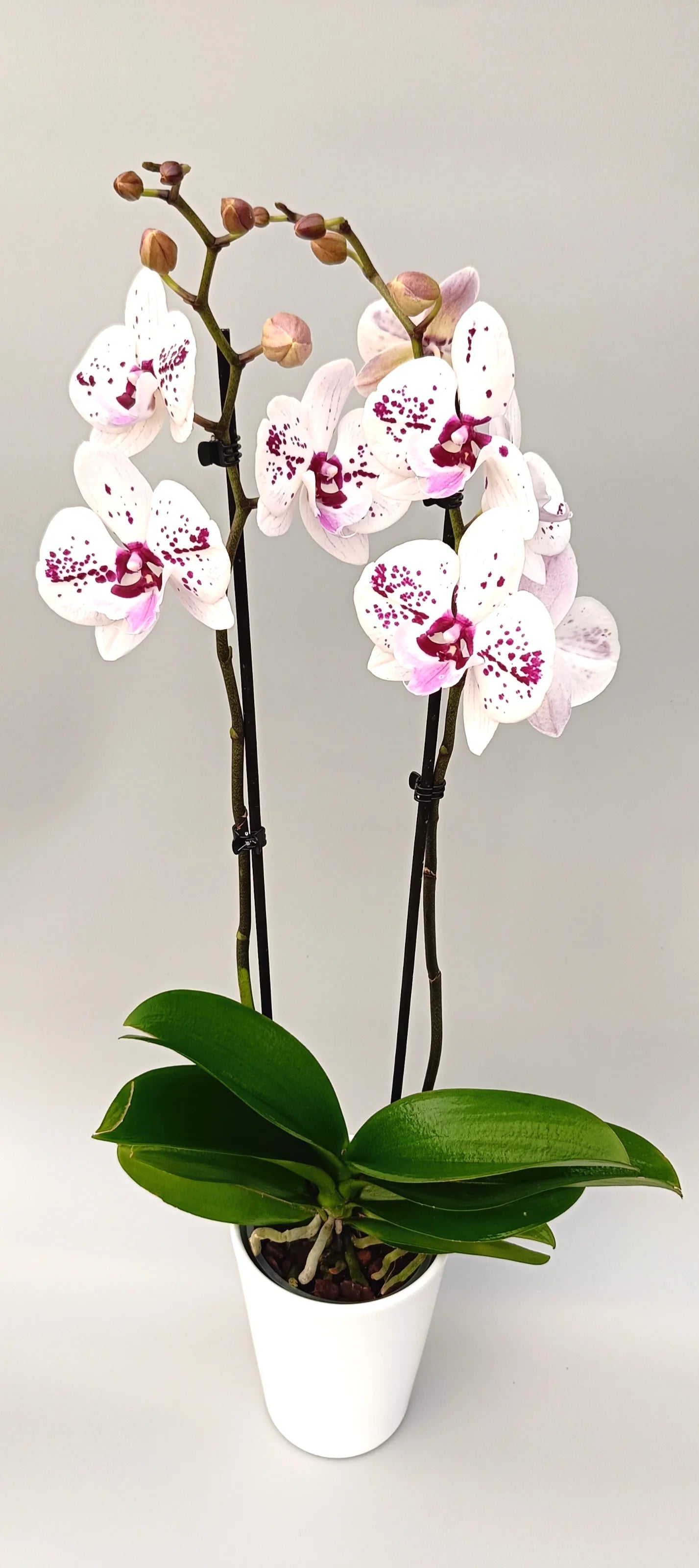 Noble Pattern Phalaenopsis orchid with ivory flowers and purple speckled pattern