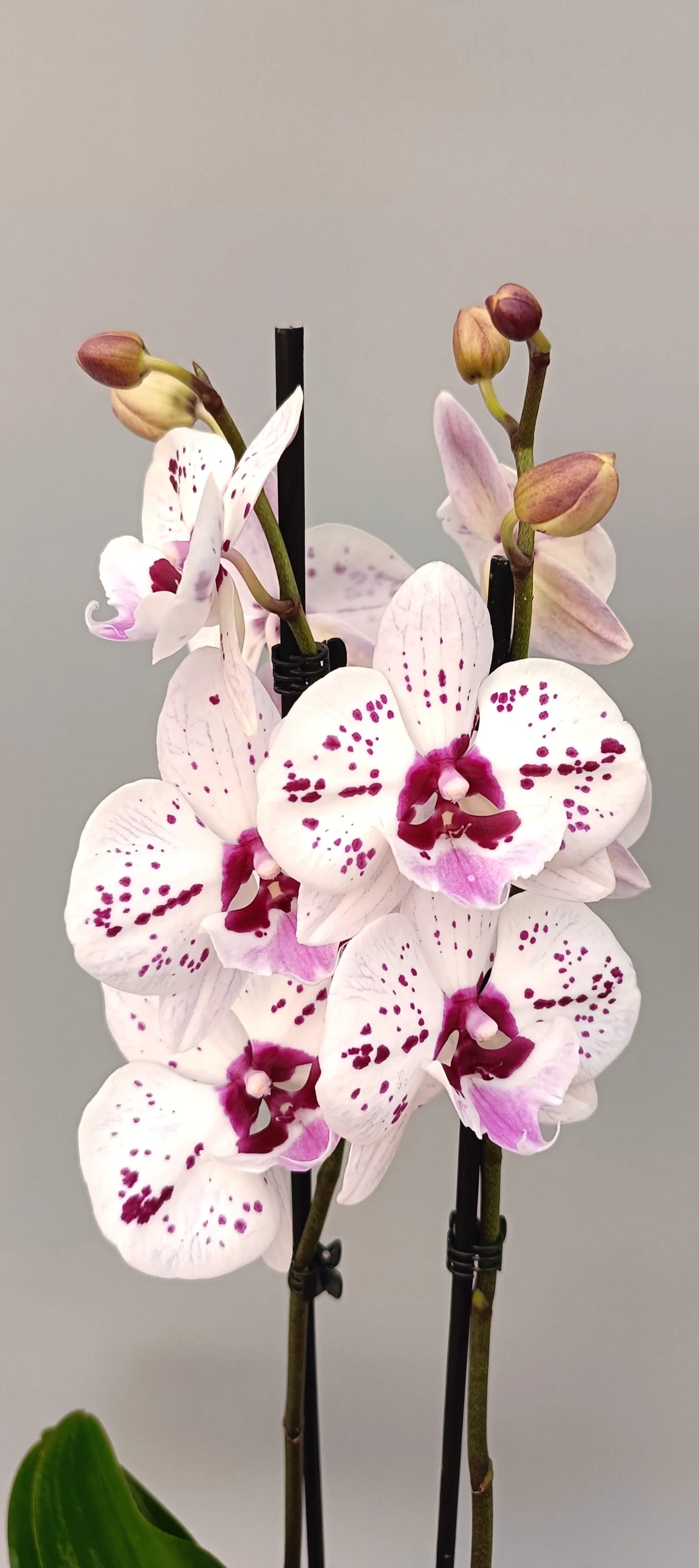 Artistic Phalaenopsis orchid with unique speckled pattern and elegant form