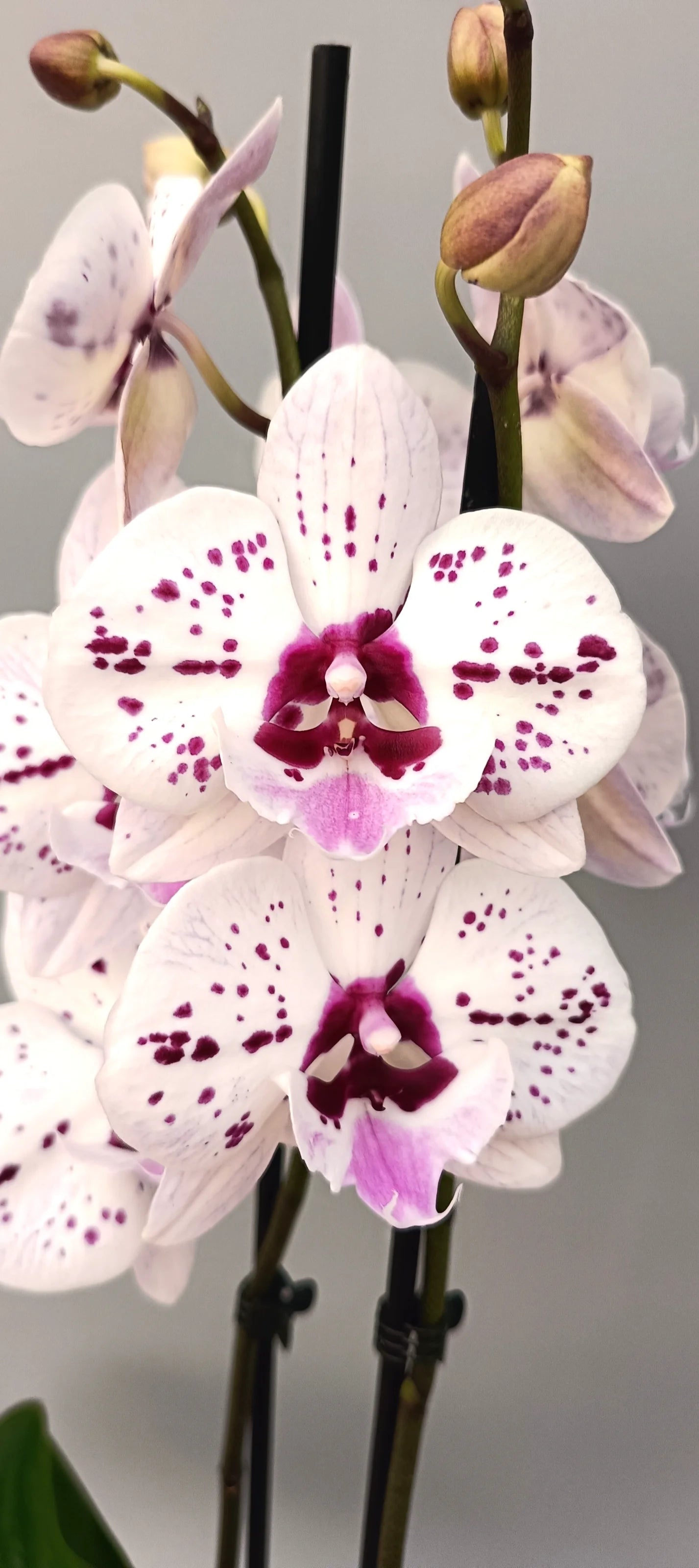 Close-up of Noble Pattern orchid featuring artistic ivory blooms with raspberry-purple spots