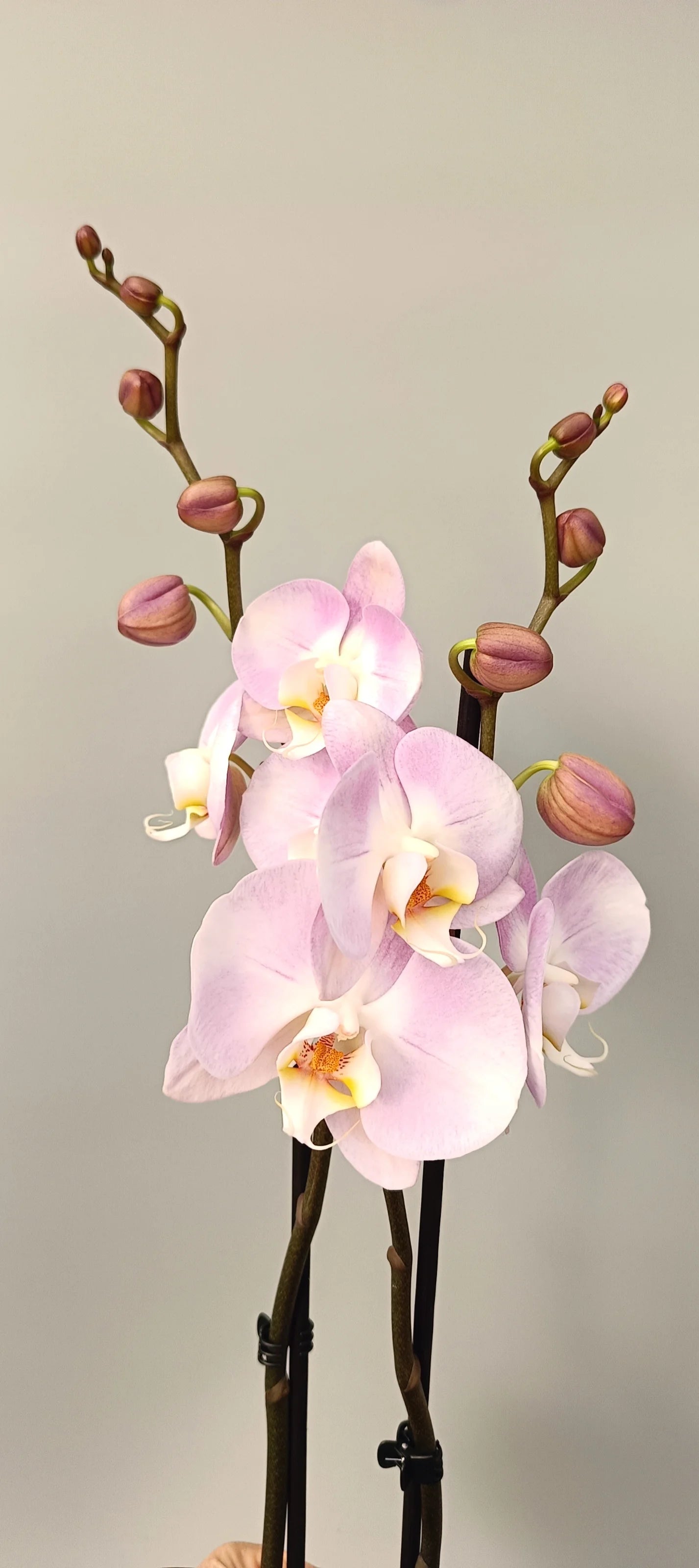 Phalaenopsis orchid Pink Pearl with soft pink flowers