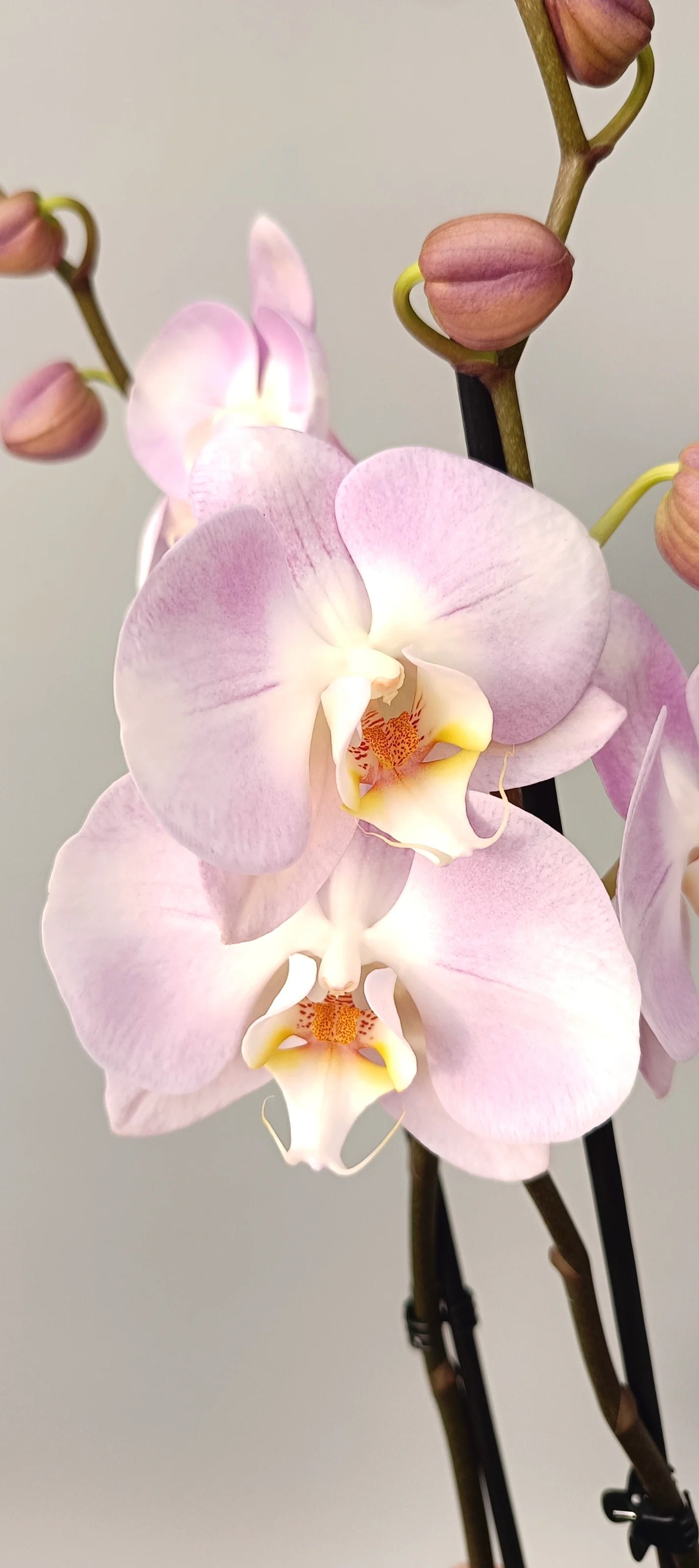 Close-up of pearlescent Pink Pearl orchid flowers