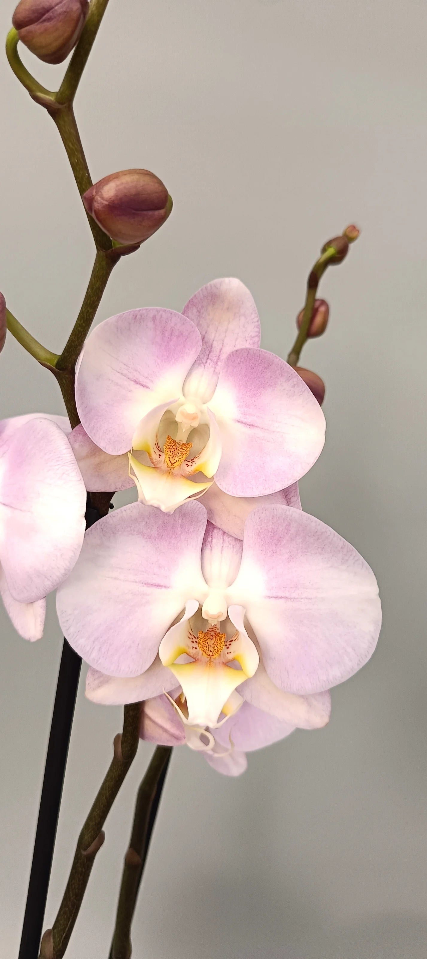 Blooming Phalaenopsis Pink Pearl