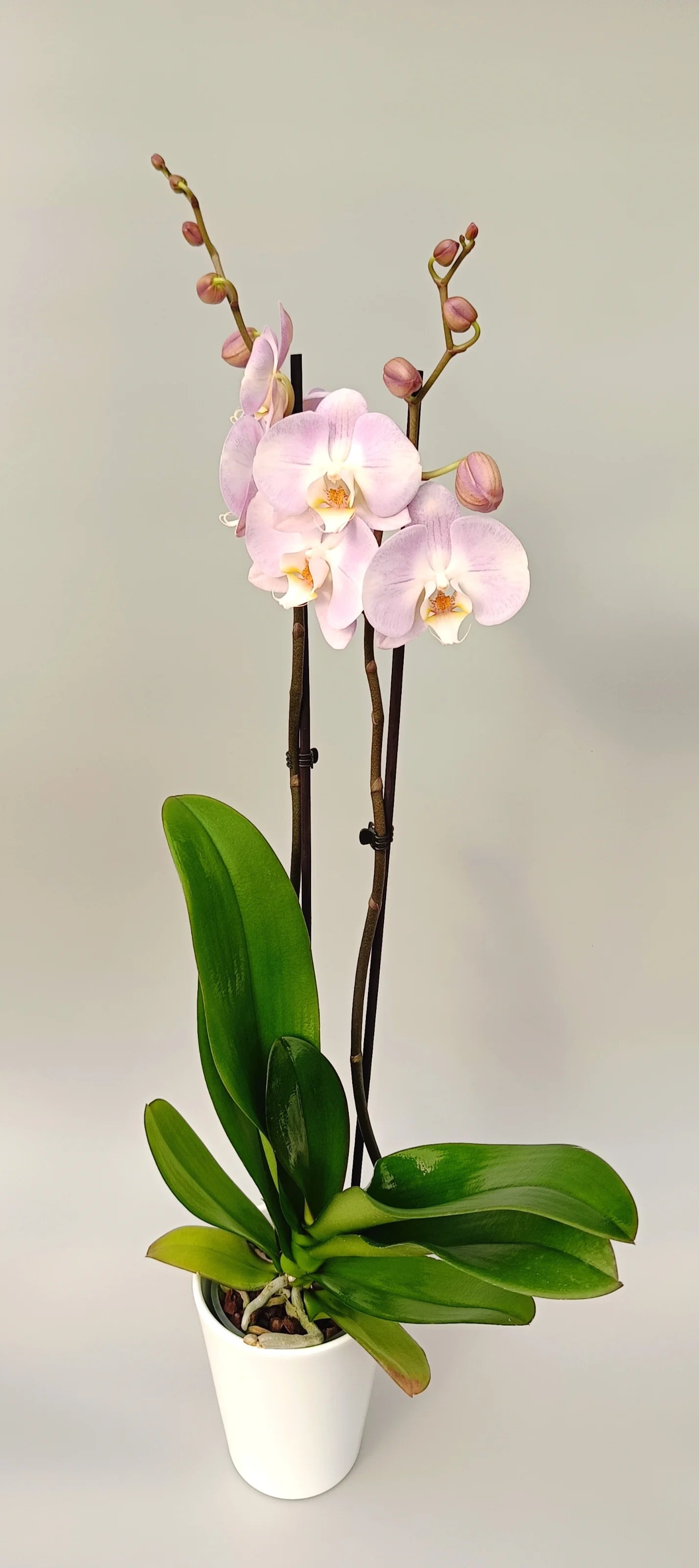 Elegant pink orchid Pink Pearl with two flower spikes
