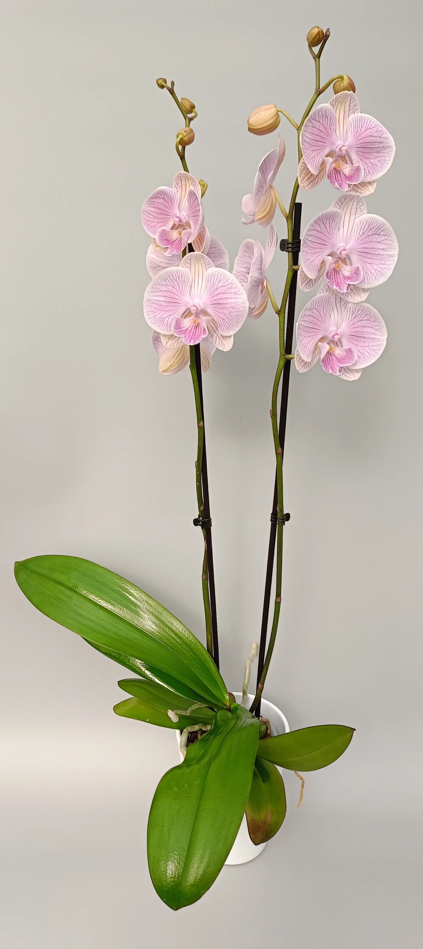 Elegant pastel pink orchid Pink Romance