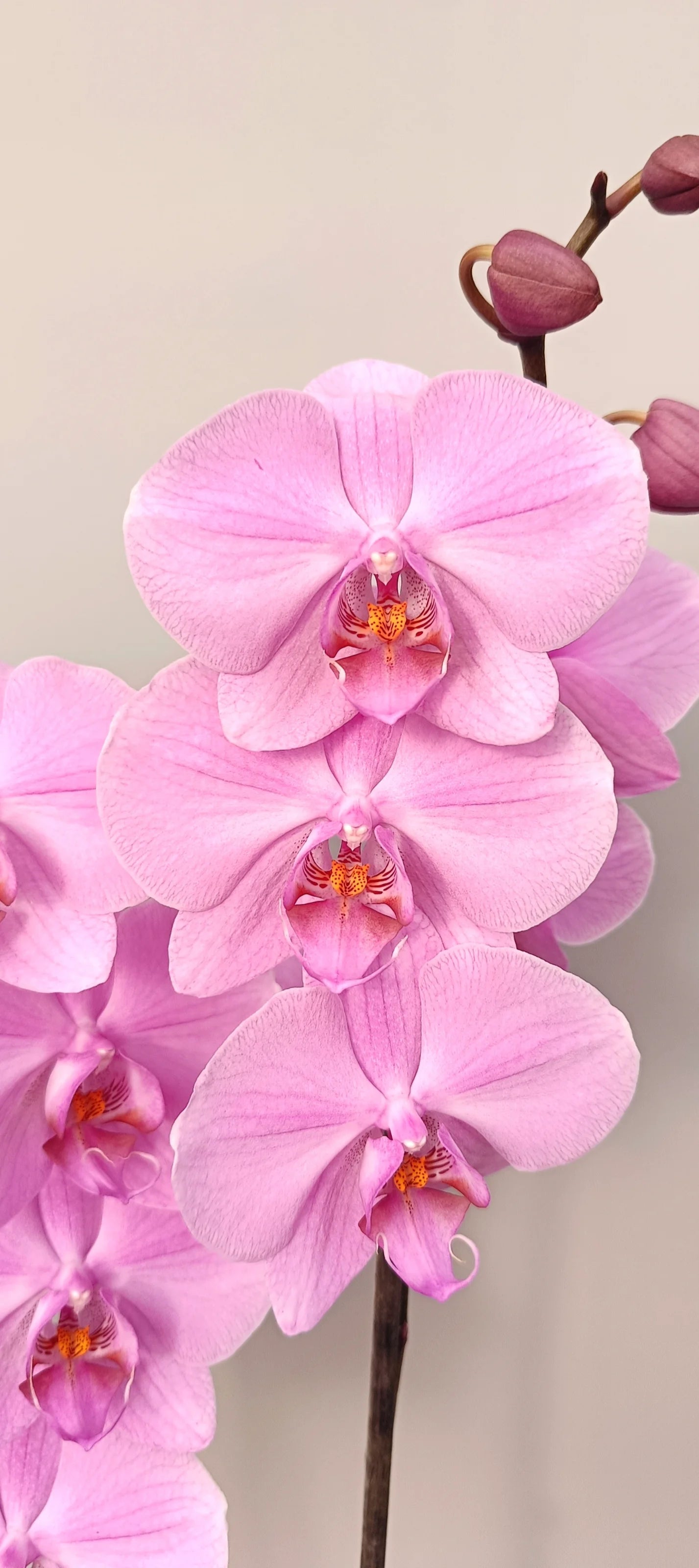 Close-up of velvety Pink Velvet orchid flowers