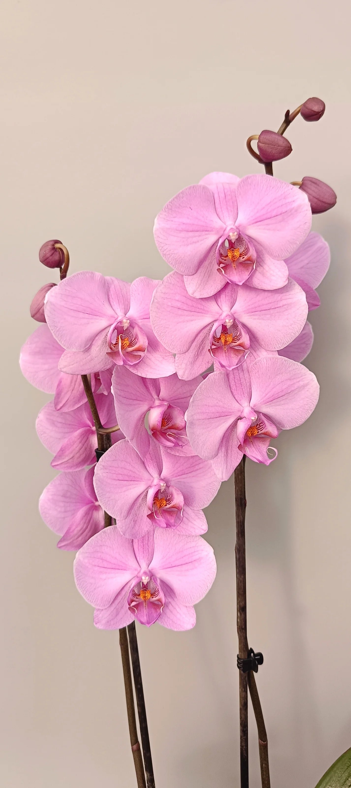 Close-up of velvety Pink Velvet orchid flowers
