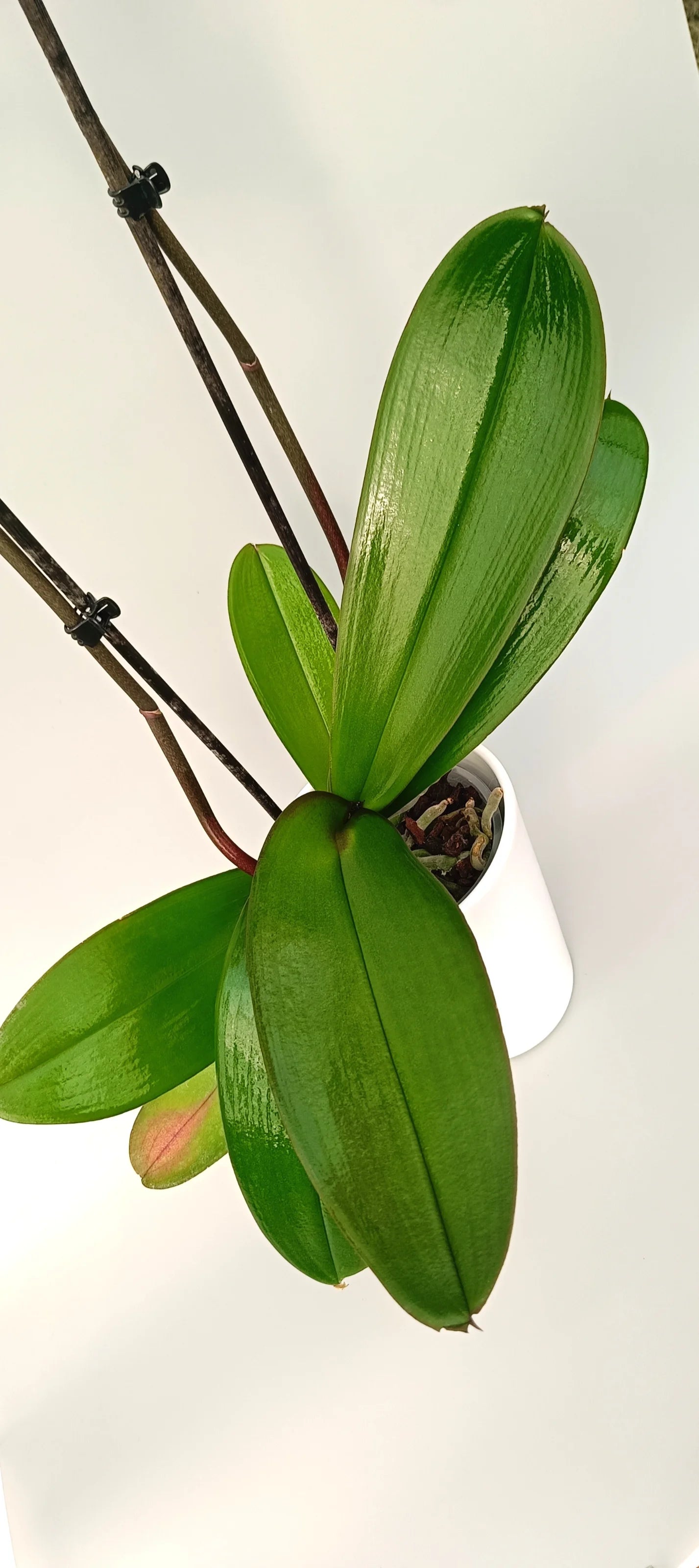 Leaves of phalaenopsis orchid Pink Velvet