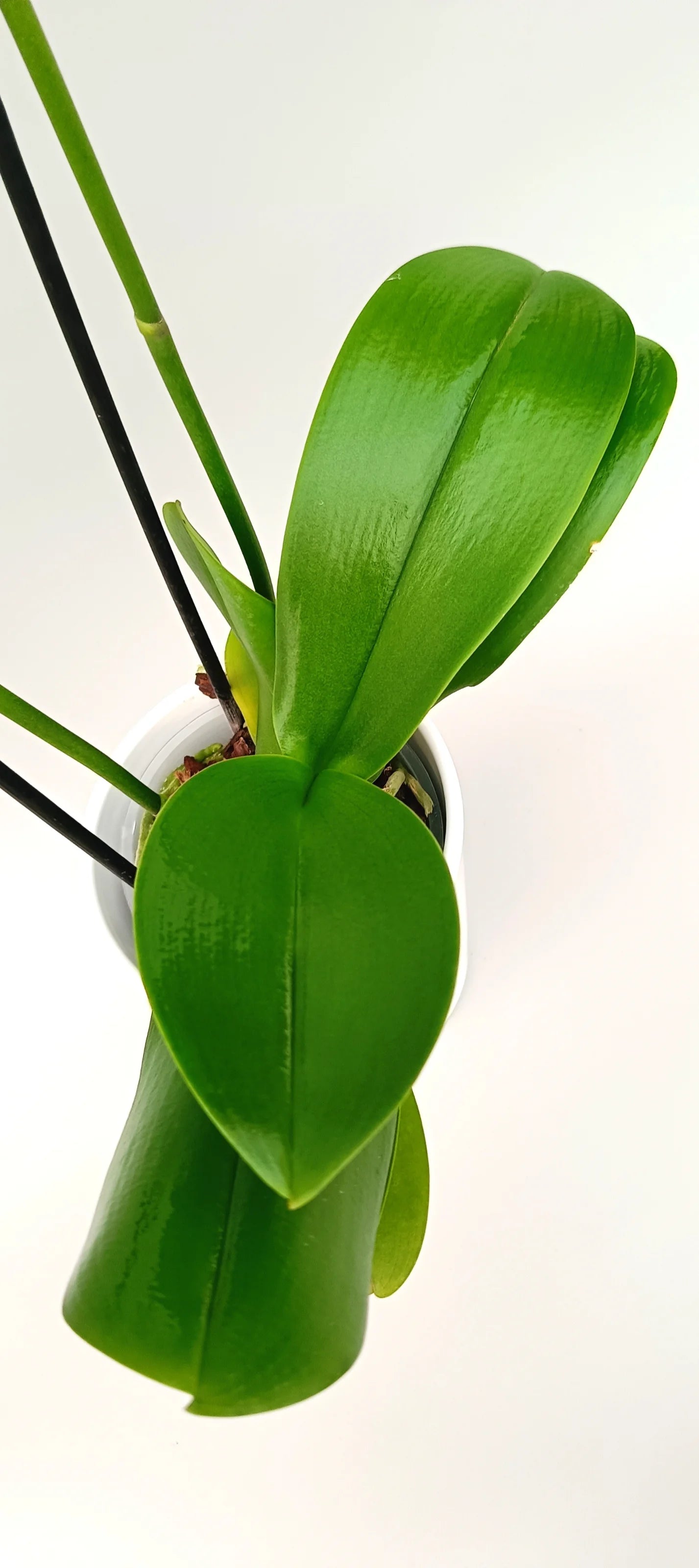 Leaves of Porcelain Kiss Phalaenopsis orchid with pale pink porcelain-like flowers