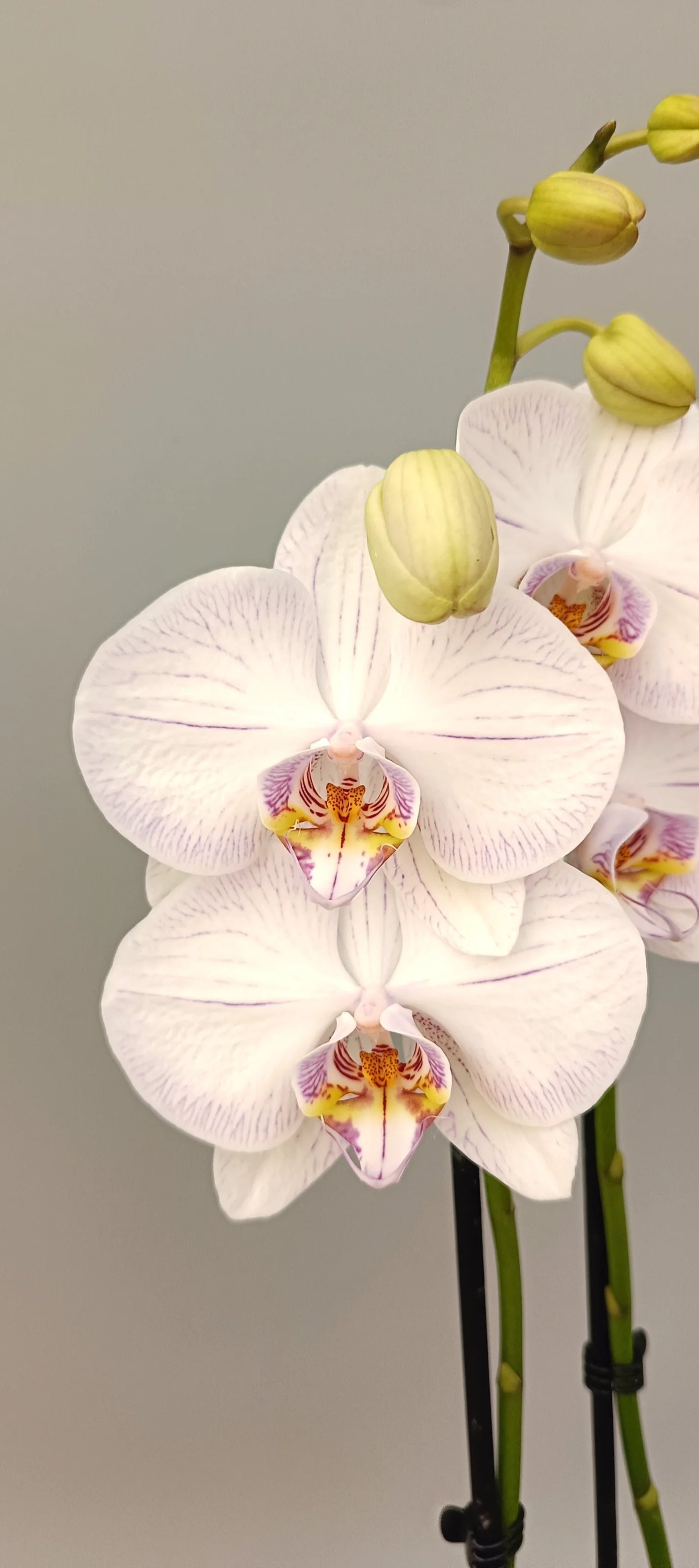Close-up of Porcelain Kiss Phalaenopsis orchid with pale pink porcelain-like flowers