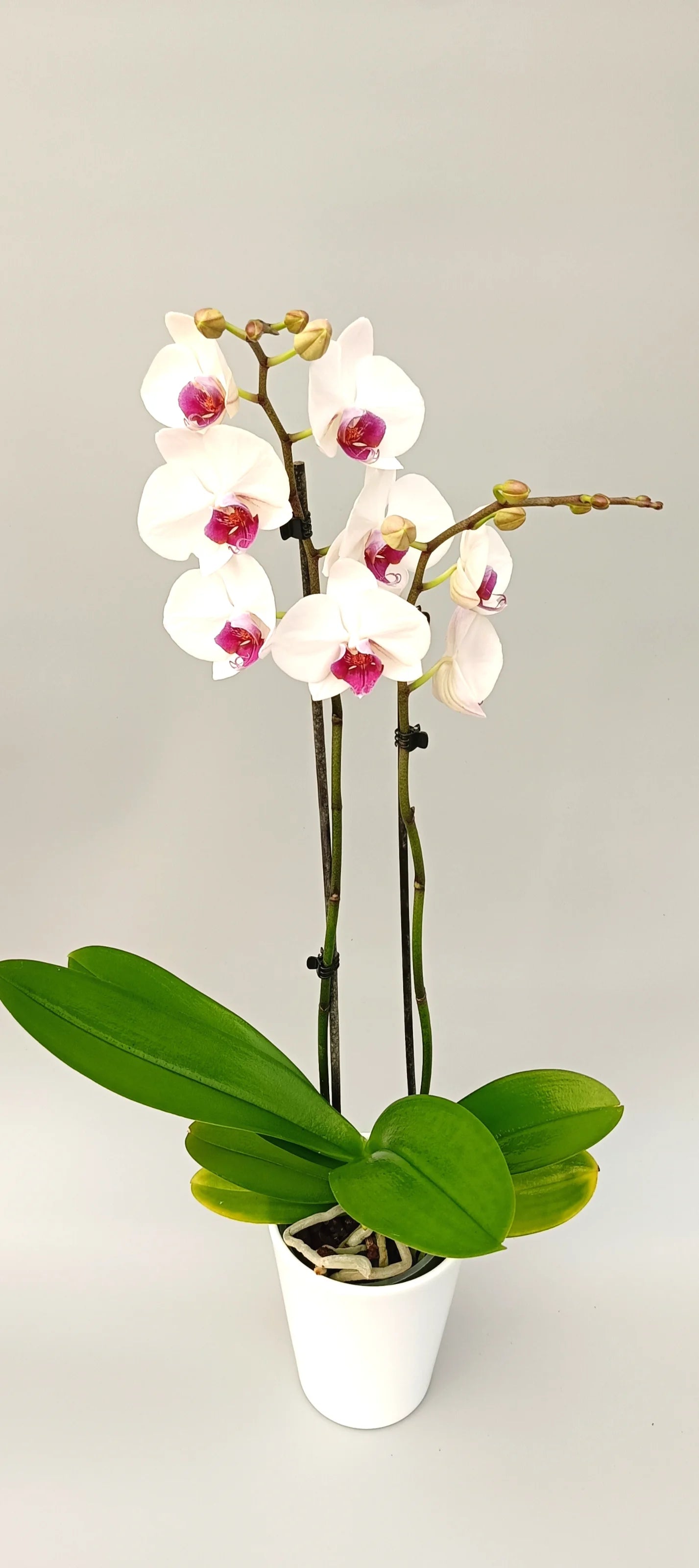 Two-spike Phalaenopsis Pure Empress with long-lasting flowers