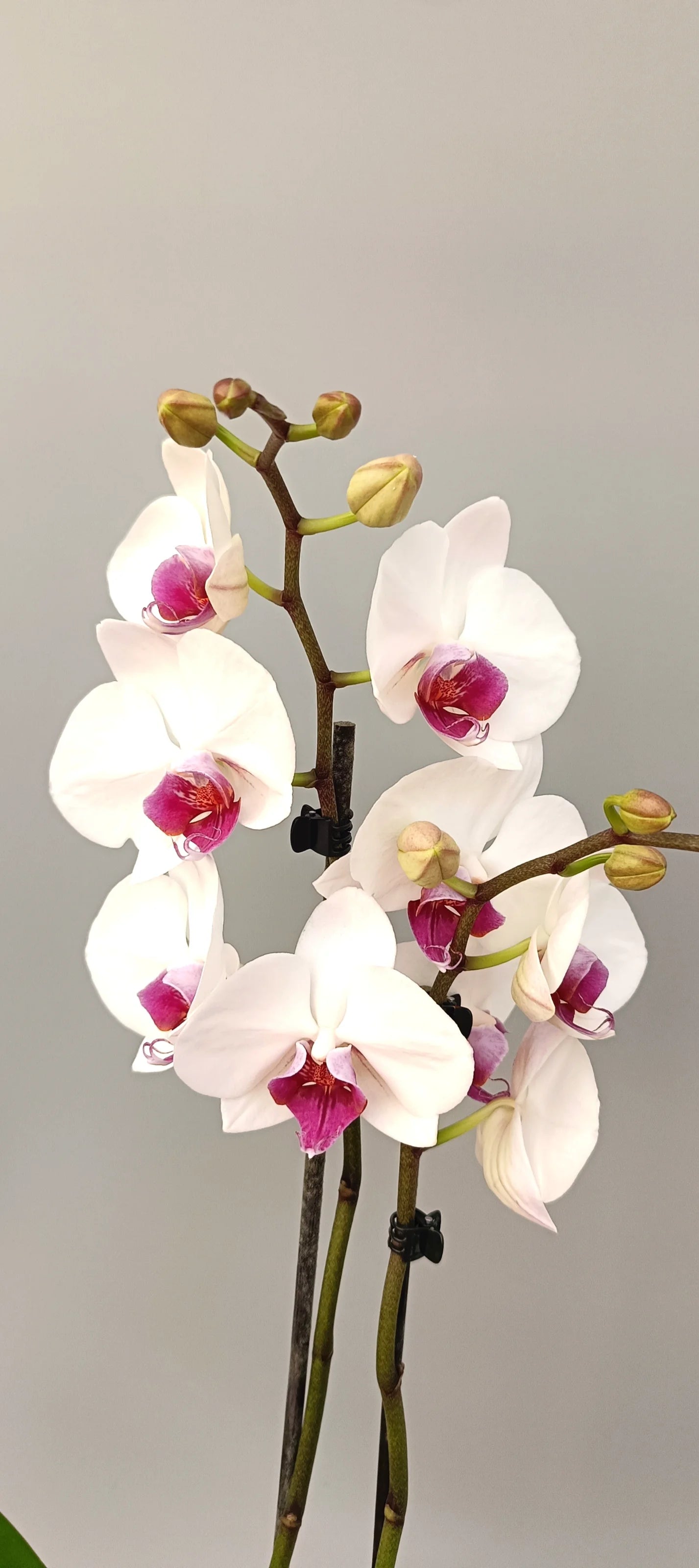 Phalaenopsis Pure Empress with white flowers and raspberry center