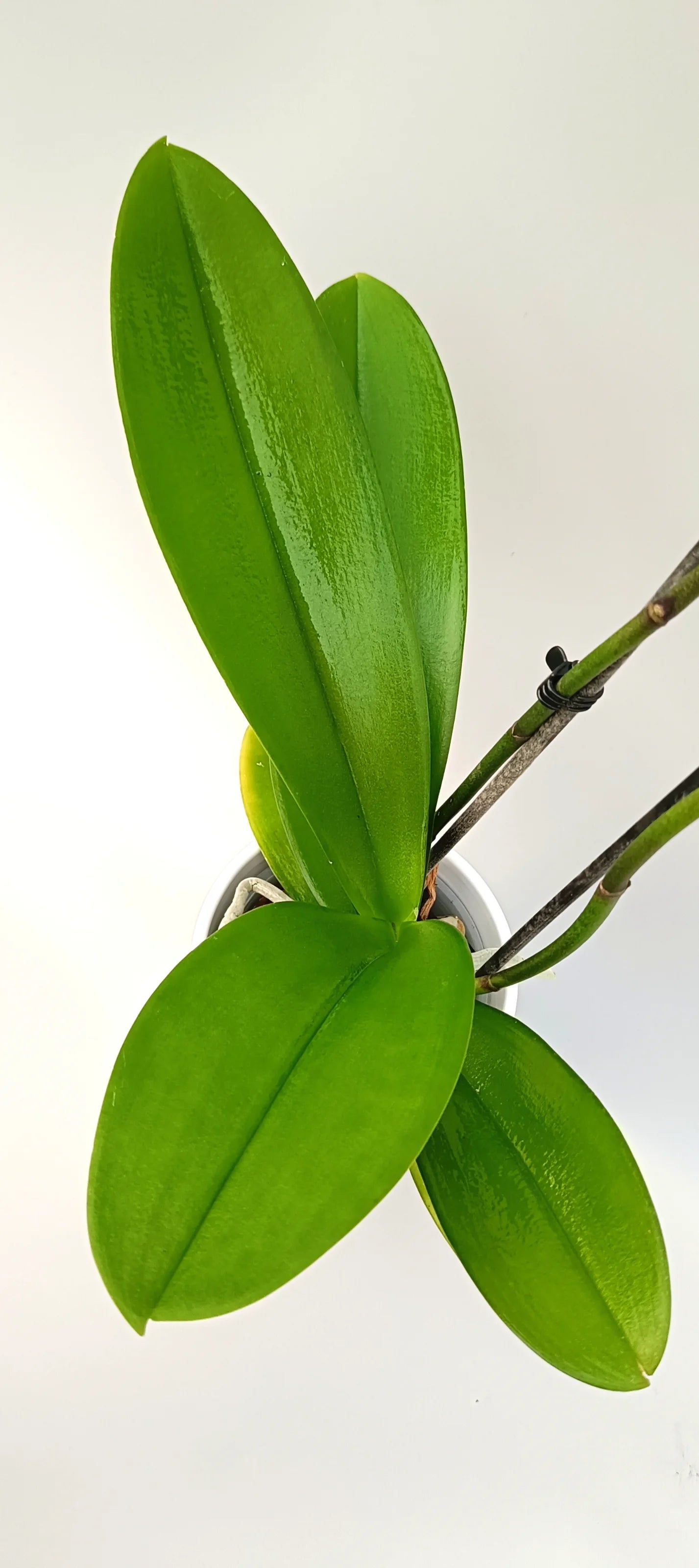 Leaves od luxury white Phalaenopsis orchid Pure Empress for interiors