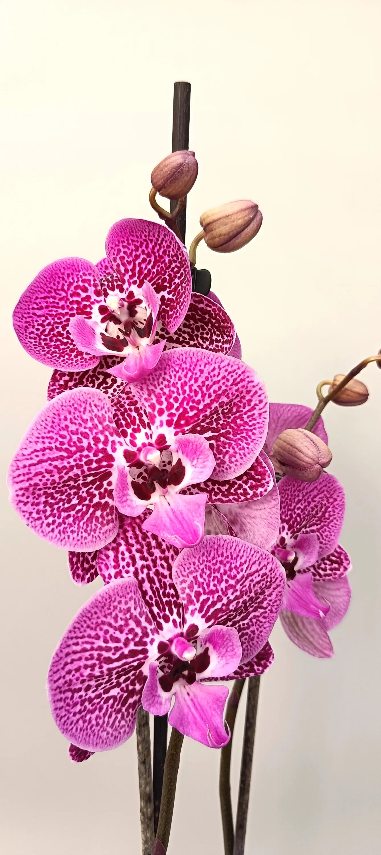 Artistic orchid Purple Lace with couture-style flowers