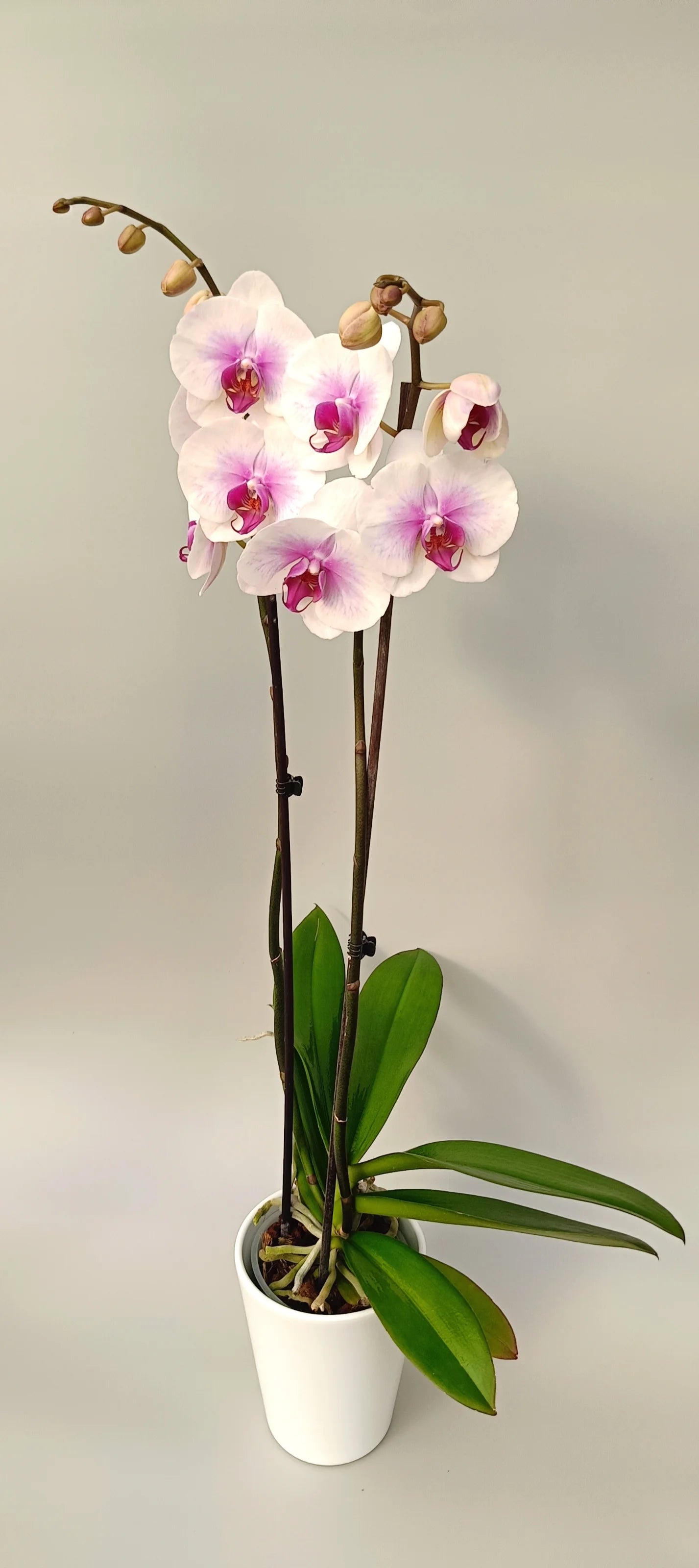 Phalaenopsis orchid Rose Aura with vibrant rose center