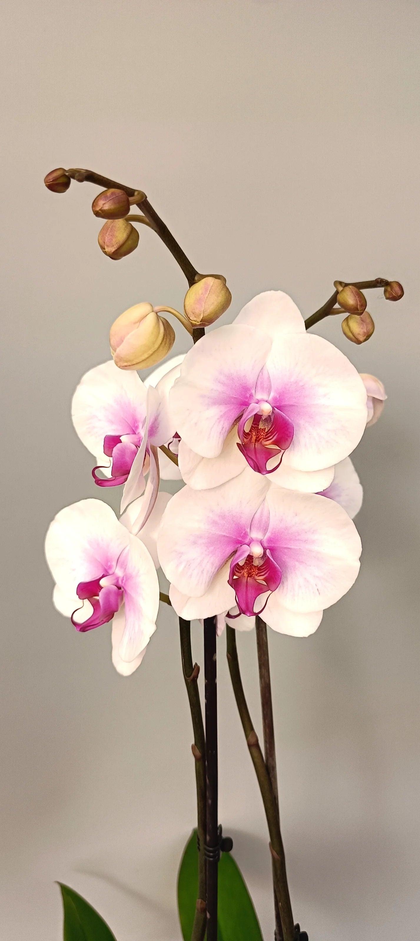 Close-up of Rose Aura orchid flowers