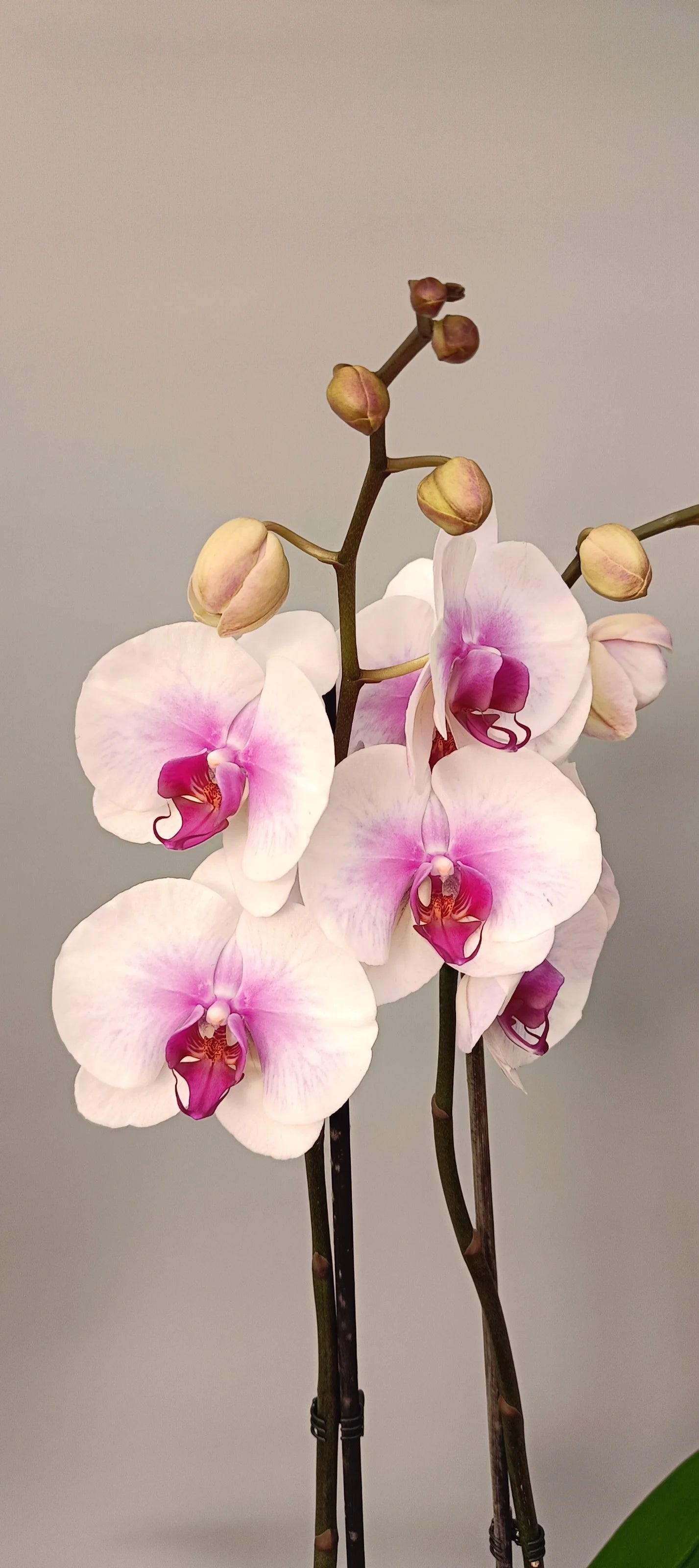 Blooming Phalaenopsis Rose Aura