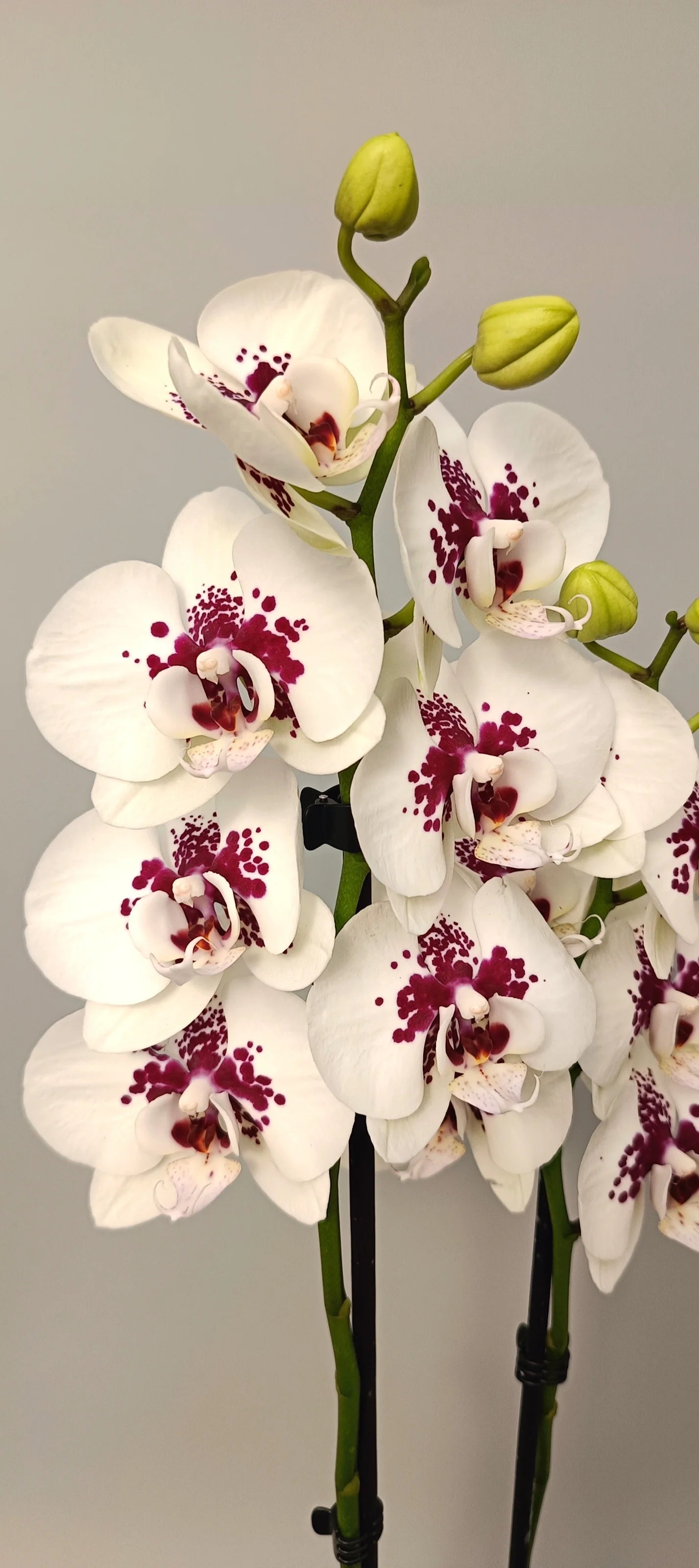 Close-up of Phalaenopsis orchid flowers with intense purple pattern